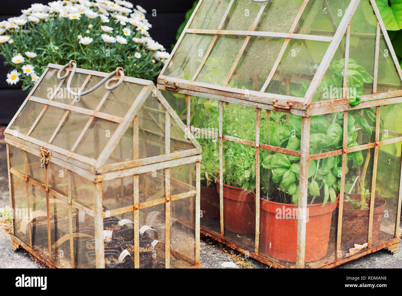 Les plantes de petites serres Banque D'Images