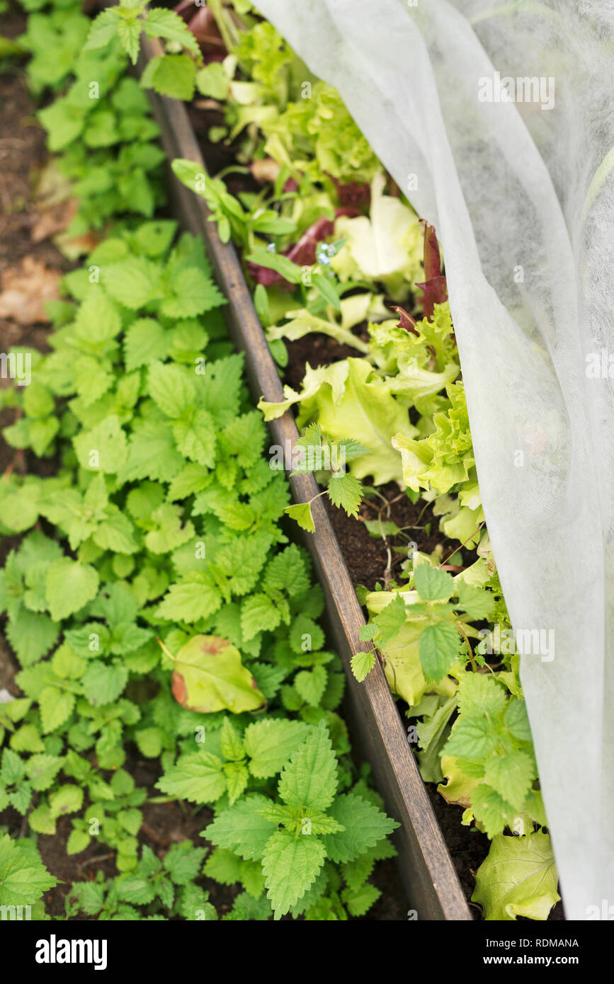 Mauvaises herbes au jardin Banque D'Images