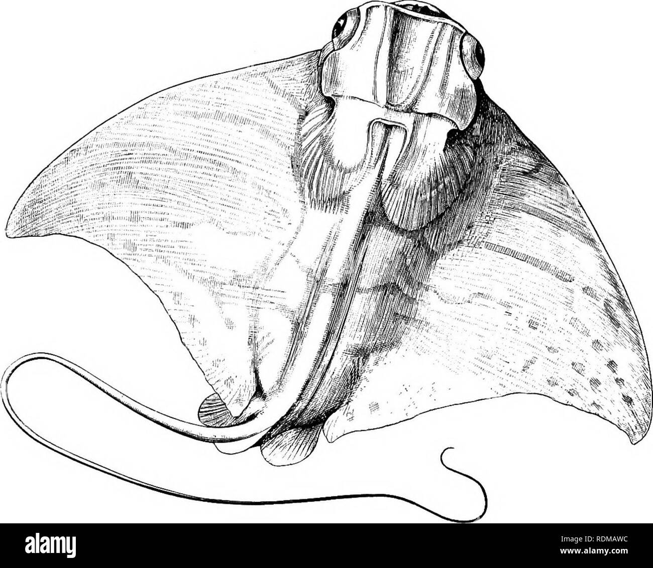 . L'histoire naturelle de Cambridge. Zoologie. Poissons 466 une taille énorme, et l'une des plus importantes de poissons. CeratoTpUra vamfyrus des Antilles, par exemple, pousse jusqu'à une largeur de 20 pieds, et un embryon extraites de l'oviducte d'une femelle gravide 15 pieds de large, et de 3 à 4 pieds d'épaisseur- ness, mesuré 5 pieds à travers le disque et pesait 20 livres." Ce poisson est beaucoup redouté par les plongeurs engagés. Fig. 266 -La Eagle-Ray, Myliobatis aquila. La perle de la pêche près de Panama, qu'il est dit à dévorer après leur mise sous enveloppe avec ses vastes ailes.^ La famille est exclusivement tertiaire, et Banque D'Images