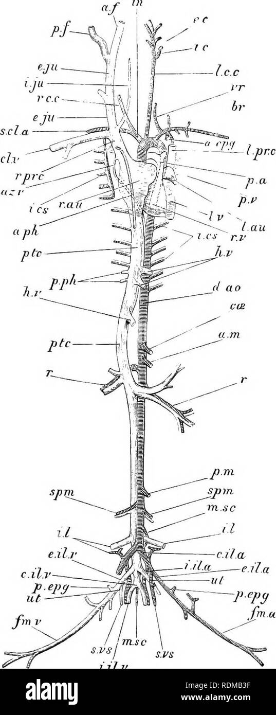 . L'histoire naturelle de Cambridge. Zoologie. Cavités DE COEUR 67 a toujours. Cela fait, par conséquent, montrent que le mammifère ne peut pas provenir d'un oiseau-comme ancêtre, mais que. Fig. 43.âLrpn cuniciilus^.. Ven- tral vue sur le .sys- tème vasculaire. Le coeur est un peu déplacé vers la gauche de l'objet ; le droit d'^ les artères et les veines du côté gauche sont en grande partie supprimés, un.cpg, mam interne- Marie ; a.f de l'artère, veine faciale antérieure ; a.m, la face antérieure de l'artère mésentérique ; a.ph, veine phrénique antérieur ; az.ii^^ ir ; veine azygos artère lirachial ; cil.un iliaque commune, arte Banque D'Images