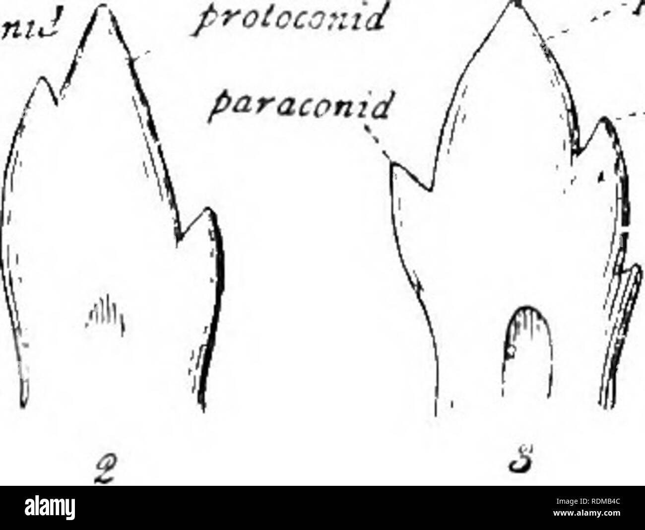 . L'histoire naturelle de Cambridge. Zoologie. sa l'ORIGINE DES MODÈLES DE DENTS " talon" ; et cette vire est produite en deux autres CUSX hypoconule1S, l ou hypoconulid ectocone, et l'ectu ou- conid. Ainsi, l'sextuherculate typique de la dent d'Ongulés primitifs, et même de beaucoup de euthériens primitifs, est arrivé à.. pyctocontd «nelacontd ^^ p.. Veuillez noter que ces images sont extraites de la page numérisée des images qui peuvent avoir été retouchées numériquement pour plus de lisibilité - coloration et l'aspect de ces illustrations ne peut pas parfaitement ressembler à l'œuvre originale.. Harmer, S. F. ( Banque D'Images