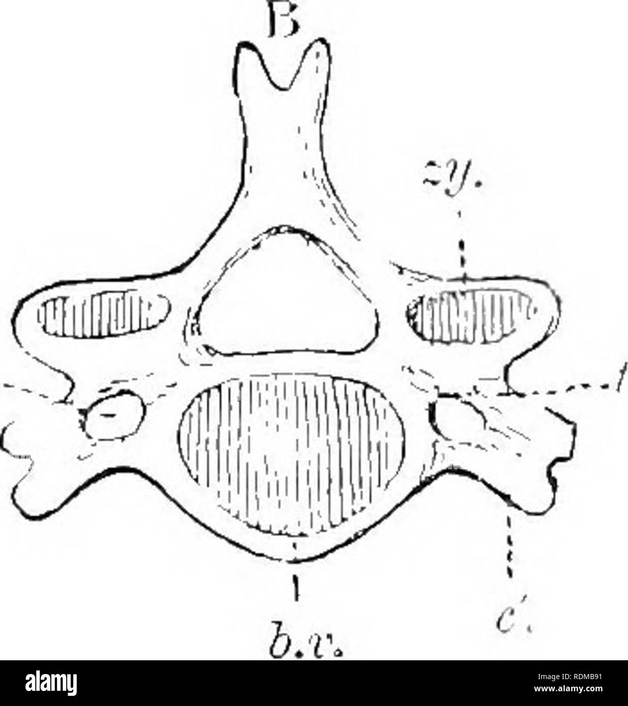 . L'histoire naturelle de Cambridge. Zoologie. Fig. 17.-A, premier segment du squelette thoracique pour comparaison witli B, cinquième vertèbre cervicale (l'homme), b.r, corps de vertèbres ; c, première côte thoracique ; c, côte cervicale (qui a devenir united avec le proces.s, tr), les deux contenant le foramen transverse-costo {f.c.t) : sf, sternum ; zy, processus articulaire de l'arche (zygapophysis). {À partir de la structure de l'homme. Baptist Gmünder) c'est la première côte qui est tellement attaché. En règle générale, à laquelle les baleines mentionnées sont à nouveau une exception, le rib est divisé en au moins deux régions - la p vertébrales Banque D'Images