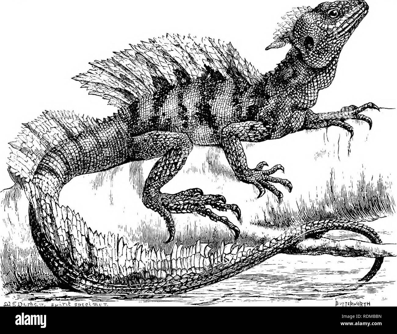 . L'histoire naturelle de Cambridge. Zoologie. 530 LACERTAE. CHAP qui atteint une longueur de 18 pouces, il est vert, mais les couleurs sont très variables, et en peu de temps la créature peut changer en brun terne, avec ou sans taches noirâtres et les bandes, ou avec des taches blanchâtres et les lignes noires sur la tête et d'autres parties du corps. Basiliscus est remarquable pour les hautes crêtes et dysfonction qui sont développés sur l'arrière et de la queue des mâles. Les orteils sont bordées à l'extérieur avec de petits lobes. Les membres sont longs, le hind-membres étirée vers l'avant pour atteindre l'extrémité. Fig. 131.-Basiliscus ameri Banque D'Images