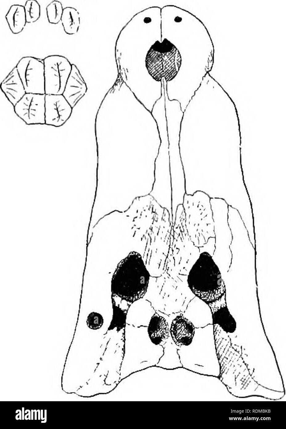 . L'histoire naturelle de Cambridge. Zoologie. CROCODILIDAE 455. conserver les cinq dents dans chaque moitié de la prémaxillaire. La symphyse mandibulaire est court, l'extension seulement au niveau de la quatrième ou cinquième dent. Le museau est gros, assez large ; le haut de la tête est rude, mais sans arêtes. Les mâchoires supérieure et inférieure contiennent chacune 19 dents de chaque côté. Les scutelles nuchal, ^  ?/l . D 6 en nombre, sont proches les unes des autres, les quatre plus gros formant un carré. Quatre petites plaques osseuses sont disposés en une ligne courbe sur l'occiput. Le bouclier dorsal est com- posée de quatre, parfois de six rangs o Banque D'Images