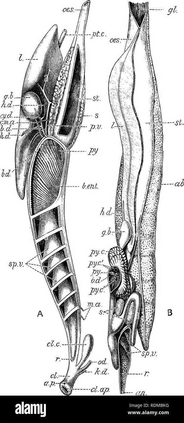 . L'histoire naturelle de Cambridge. Zoologie. CANAL alimentaire 257. Fig. 155.-A, tube digestif et le foie d'une femelle Protopterus,i'Tom le côté gauche. Une partie de la paroi gauche de l'estomac et l'intestin, et les investissements en péritonéale de la rate ont été supprimés, un pore abdominale.py ; b.dy bile-dnct ; b.ent, Bursa Entiana ; cl, cloaque ; cl.ap, ouverture cloacale ; cl.c, caecum cloacae ; cm.a, coeliaco-messines- artère teric ; cy.d, canal biliaire ; k.d, conduit de rein ; m.a, ar- teries mésentériques ; od, l'oviducte ; pt.c, post - caval veine ou veine cave inférieure ; p.v, la veine porte ; les autres lettres de référence comme Banque D'Images