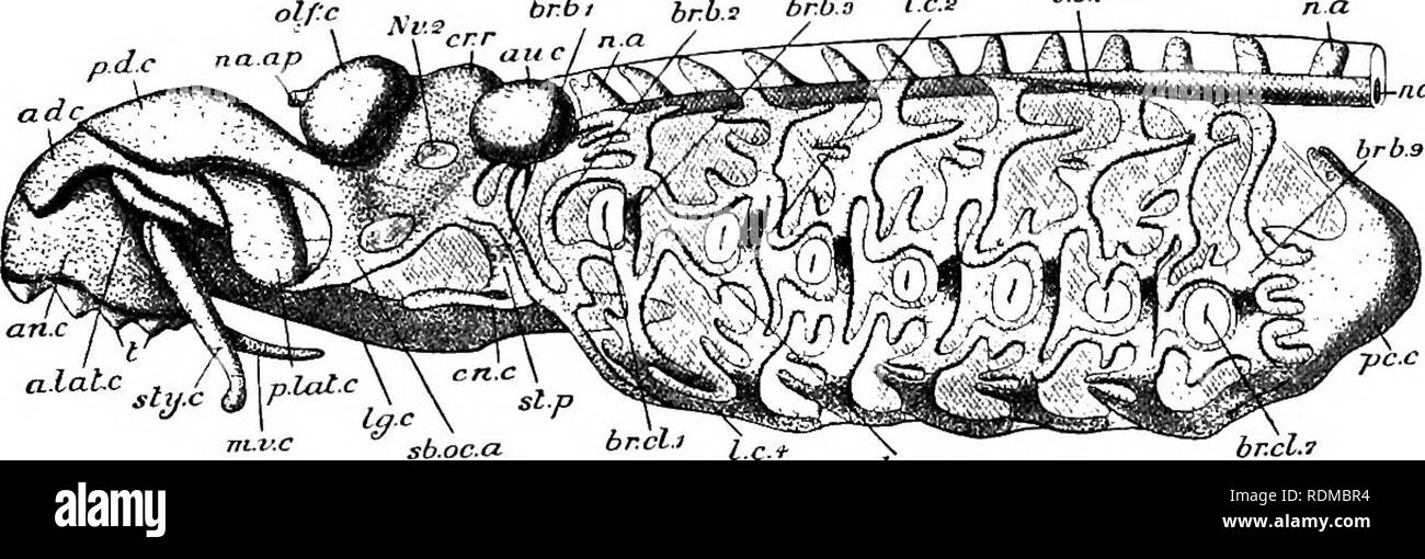 . L'histoire naturelle de Cambridge. Zoologie. Crâne 217 sauf lorsqu'une mince bande synotic de cartilage s'étend entre les deux capsules périotiques. La parole est également incomplet, une grande fontanelle hypophysaire reste à indiquer la séparation initiale des trabécules en transmettant les hypo- physial ou de l'hypophyse du caecum. La notochorde traverse le plancher de la partie parachordal du crâne jusqu'à la fontanelle de l'hypophyse, et des côtés de l'anneau de l'synotic projet capsules sonores en forme de protubérances latérales bien visibles. En face l'autre extrémité ouverte du cran Banque D'Images