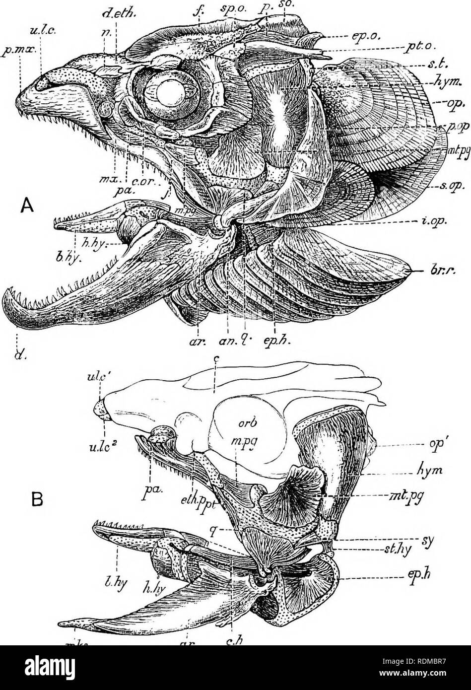 . L'histoire naturelle de Cambridge. Zoologie. Poissons 214 sclérosé pour former l'articulaire, qui a une surface concave. mks ar Fig. 123.-A, vue sur le côté gauche du crâne d'un saumon ; B, la moitié gauche de la principale les mâchoires supérieures et inférieures, et l'arc hyoïdien. Le cartilage est en pointillé, une ar ;, angulaire, b ; articulaire.hy, basi-hyal ; hr.r, rayons branchiostèges ; c, cranium ; c.h, cerato- hyal ; cm ; cireum-orbltal Ijones ; d, os dentaire ; d.eth, cutanée niesethmoid ; ep.h, epi- hyal ; ep.o, epiotic ; eth.p, ethmo-processus palatin ; /, frontal ; h.hy, hypo-hyal ; hym, hyomandibular ; j.up, inter-opercu Banque D'Images