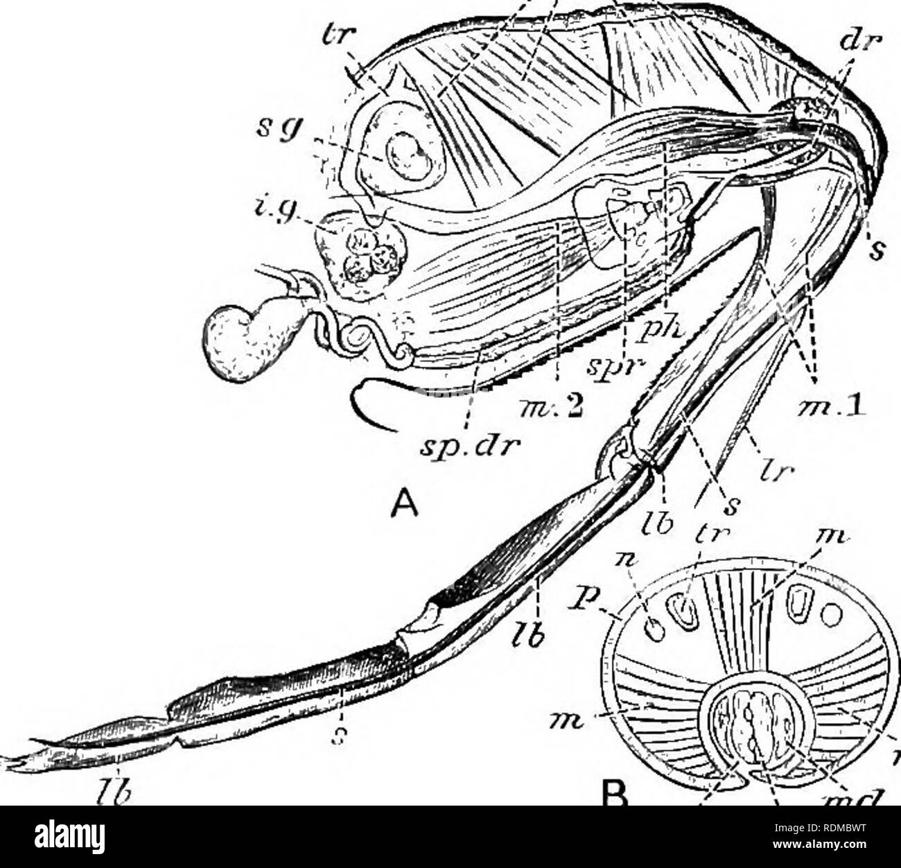 . L'histoire naturelle de Cambridge. Zoologie. 535 structure au sens large avec des maxilles mandibulate des insectes, et la paire extérieure avec mandibules, a probablement raison. Mecznikow, qui a étudié l'embryologie,^ appuie ce point de vue pour Heteroptera, mais dit-il {t.c. p. 462), que dans les homoptères de l'embryon rudimentaire avec correspondant maxilles et mandibules disparaissent, et que les soies sont ensuite a produit à partir de la propre des organismes spéciaux qui sont d'abord d'une forme en forme de riposte ; le cou de la riposte de plus en plus allongés par la suite pour former le seta ; aussi que dans l'insecte hétéroptère qui dégage Banque D'Images