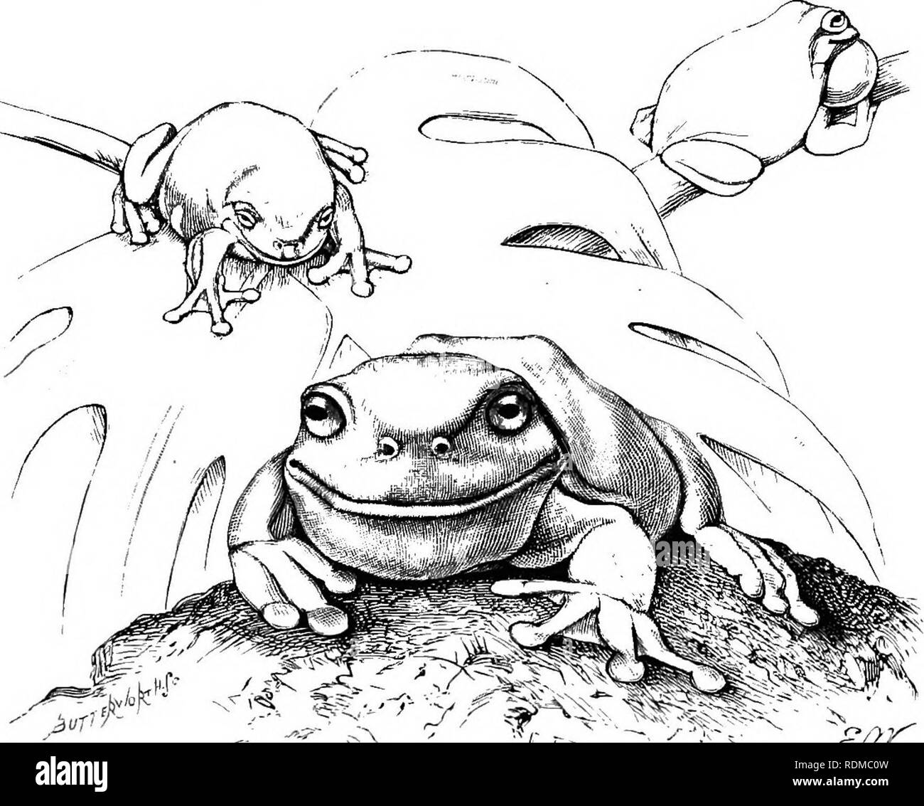 . L'histoire naturelle de Cambridge. Zoologie. HVLIDAE 199 sac ; et pendant la saison de reproduction, qui semble se produire au cours de notre automne et l'hiver, développe des rugosities marron sur le côté intérieur du premier doigt. La langue est ronde, légèrement derrière cranté et suffisamment libre pour être dépassait un peu. L'alternative des noms spécifiques sont malheureusement choisi, comme ils s'appliquent uniquement aux spécimens de l'esprit. Au cours de cet arbre de vie frog- présente une quantité considérable de changements de couleur. La couleur normale est lumineux vert au-dessus, blanc en dessous. Un endroit bien. Fig. i.^-Hyla coerulea. Grenouille australienne (du photographe Banque D'Images