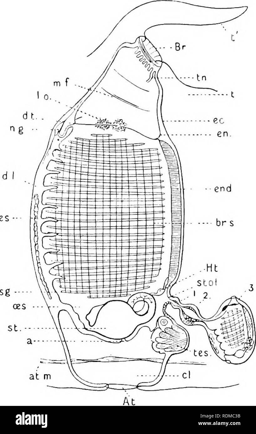 L'histoire naturelle de Cambridge. Zoologie. Les ascidies 92 CHAP. orifices  (Fig. 57, t'). Il n'y a qu'une seule couche d'ascidiozooids adultes dans la  paroi de l'Fyrosoma colonie, comme tous les ascidiozooids