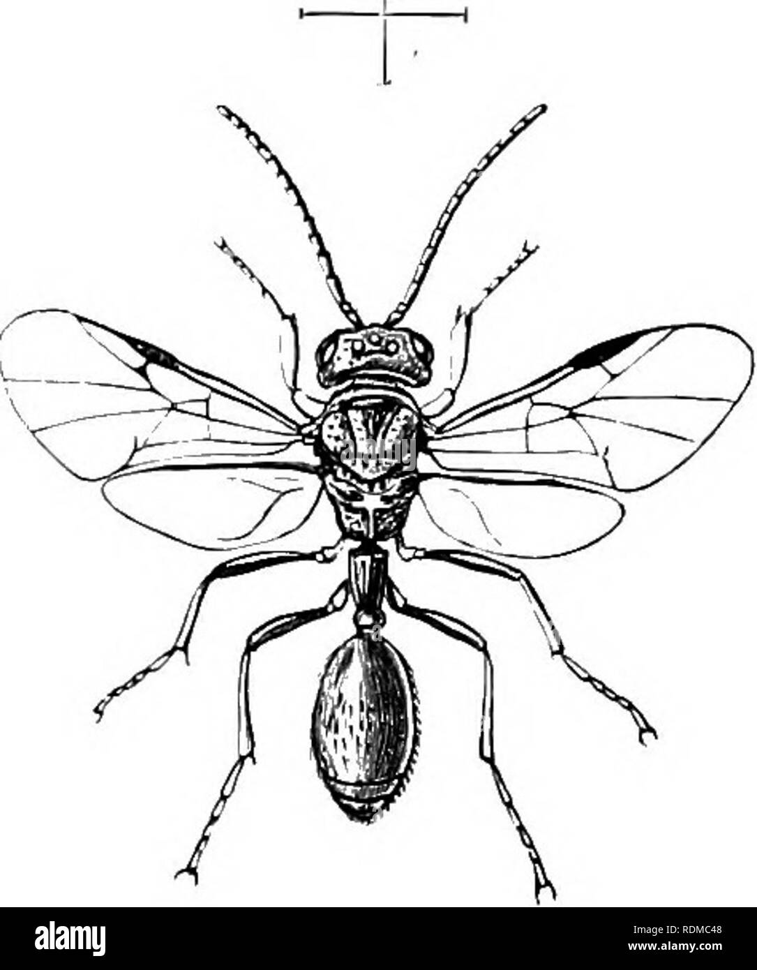 . L'histoire naturelle de Cambridge. Zoologie. 534 hyménoptères prudemment une continuation de la pointe de l'hocly. Les premières étapes sont 2^assed dans l'lodies, ou dans les oeufs, d'autres arthropodes. L'Proctotrypidae est. Fig. 351.-Helorv anomalipes,s. La Grande-Bretagne. L'un des plus difficiles à définir des groupes d'Hyménoptères ; certains de ses membres présentent une grande ressemblance avec Aculeate Hymenoptera. C'est le cas avec l'insecte nous figure (Fig. 351). Il, cependant, est un Proctotrypid incontesté, mais il y a d'autres formes que l'approche très étroitement en apparence à l'ACU- leata, ou de piqûre d'Hyménoptères ; afin que Banque D'Images