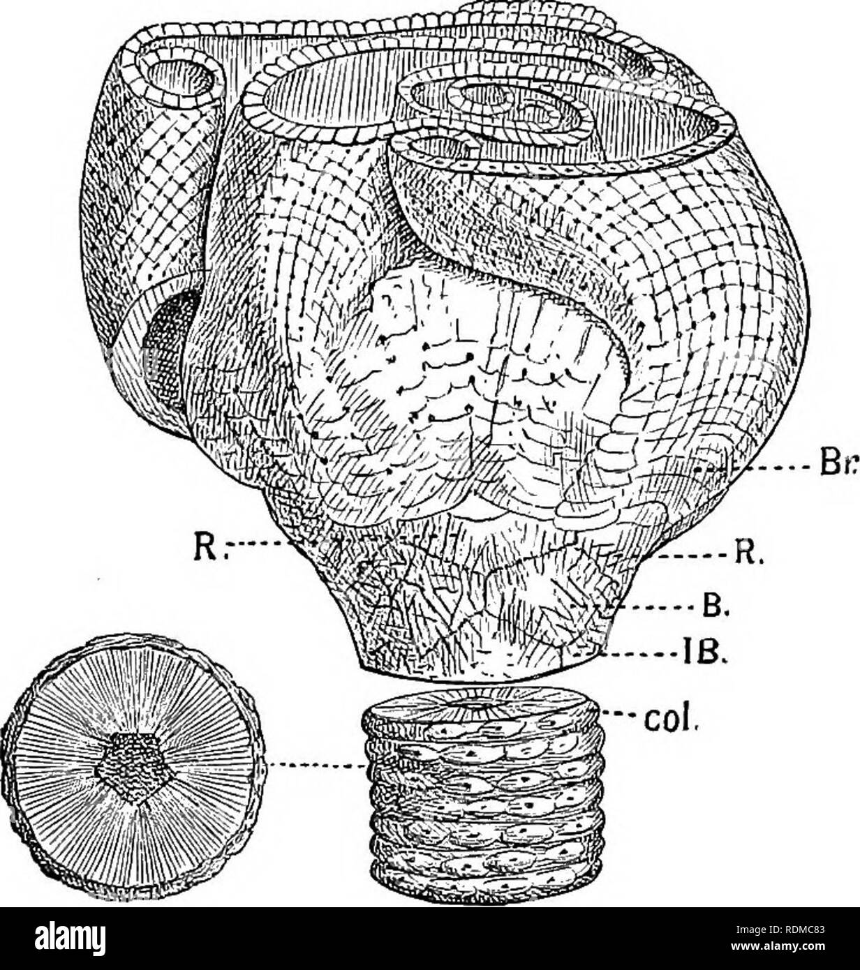 . L'histoire naturelle de Cambridge. Zoologie. Les Crinoïdes fossiles 595 point insignifiant de variation méristique comparable à la nombre variable de lignes de plaques dans les domaines de l'ancienne interradial Echinoidea ; et il est tout aussi sceptique quant à la validité d'Jaekel pour scinder le groupe en Cladocrinoidea Pentacrinoidea, et conduisant à l'avis que comme organes représentent des pinnules de totalement différent des structures dans les différents groupes. Wachsmuth et Springer adopter comme bases de classification La mesure dans laquelle les armes et leurs branches sont incorporés dans le disque, et ils reconnaissent trois divisions principales Banque D'Images