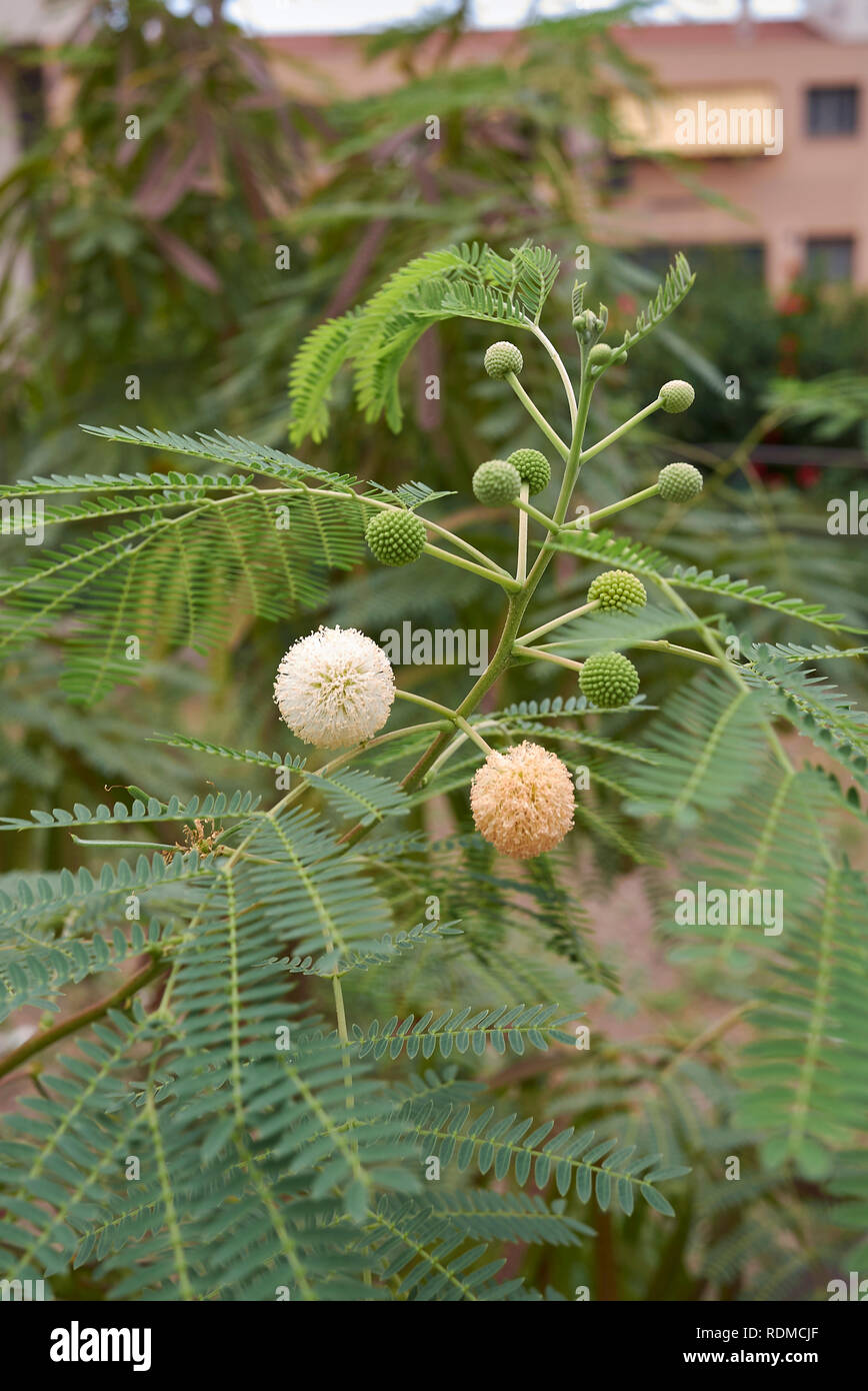 Leucaena leucocephala Arbre, fleur et les coupelles de semences Banque D'Images