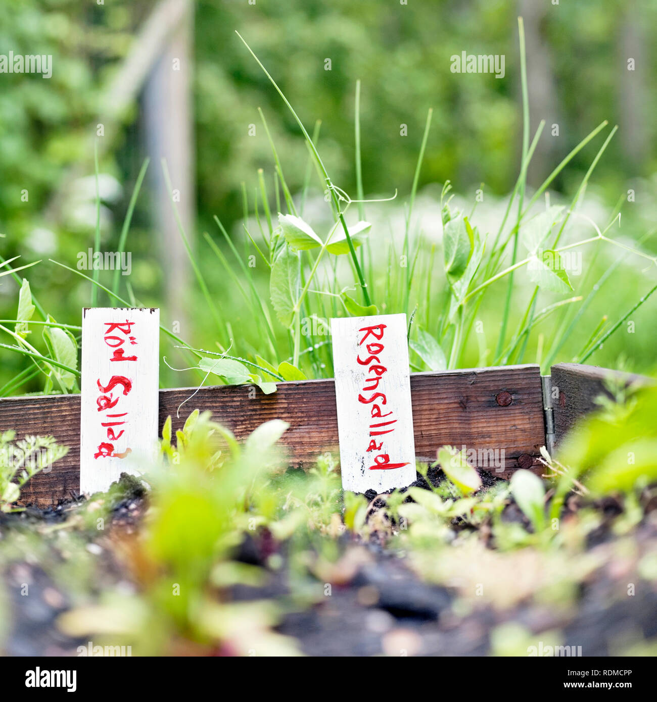 Étiquettes dans jardin Banque D'Images