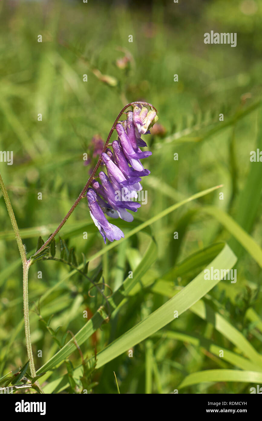 Fleurs violettes de Vicia cracca Banque D'Images