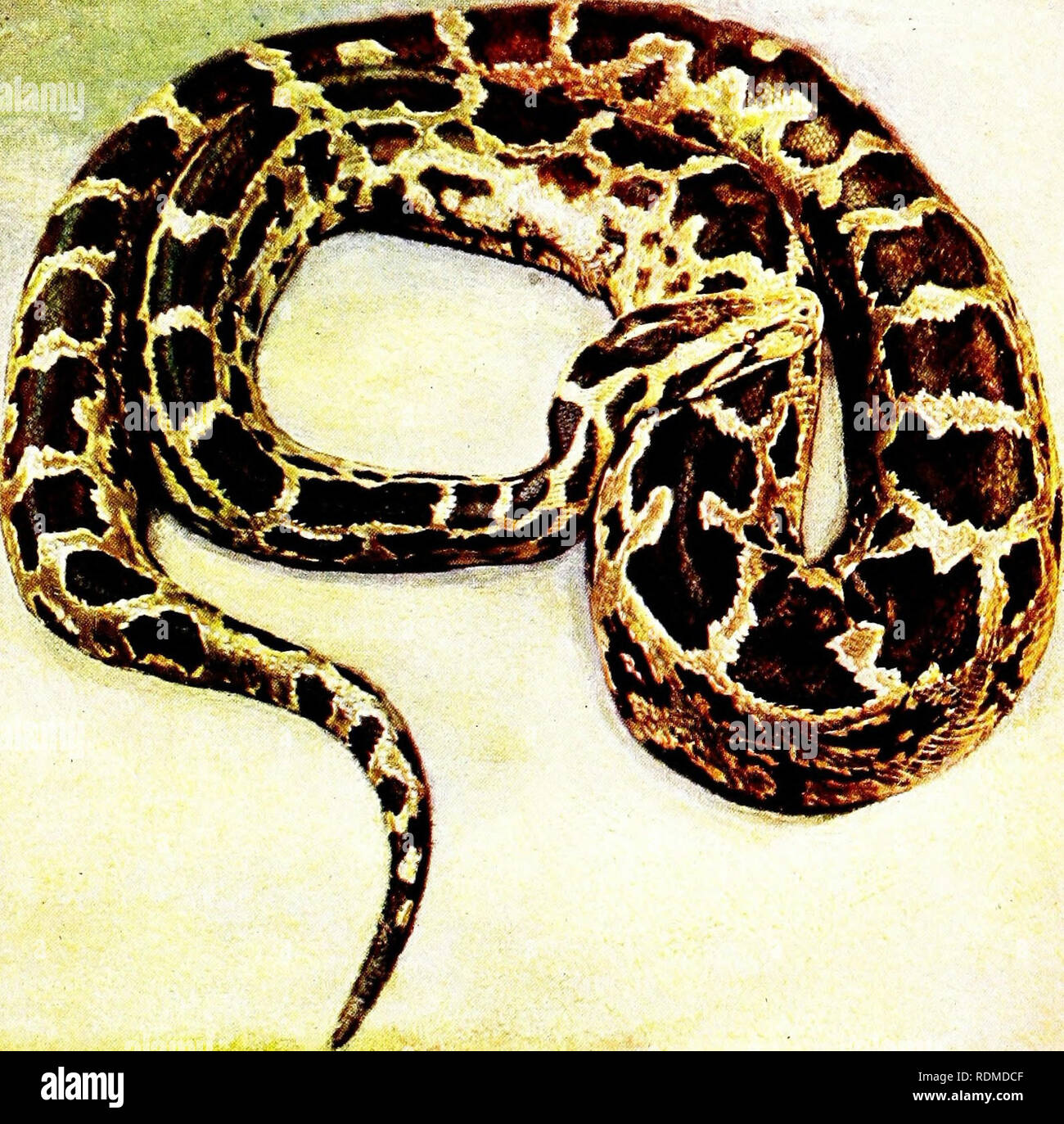 . D'autres terres d'oiseaux, reptiles, poissons, animaux et formes inférieures ;. Zoologie ; oiseaux ; reptiles ; des poissons. *Â">â ¢. ^»^^^ j :^^-, >Â"^- ''sj^» _,Â"&gt ;.__.  =^*-# S : :^r^' Â"Â"^^ ? l'oreille. Â ~g ;,Â"S"&gt ;/rÂ"*-^ ^^'..--# fe ,^ / ; ) I I I ^ c-FV. Le python de l'Afrique de l'Ouest. Ce splendide serpent est dit à gi'.nv tn un lengtli â ¢'( â â ver Vwentx altliuu Icet,.gli géant sucli&gt ; ne sont qu'ui.je asn.mally a rencontré. Veuillez noter que ces images sont extraites de la page numérisée des images qui peuvent avoir été retouchées numériquement pour plus de lisibilité - coloration et l'aspect de ces illustrations ne peut pas perfe Banque D'Images