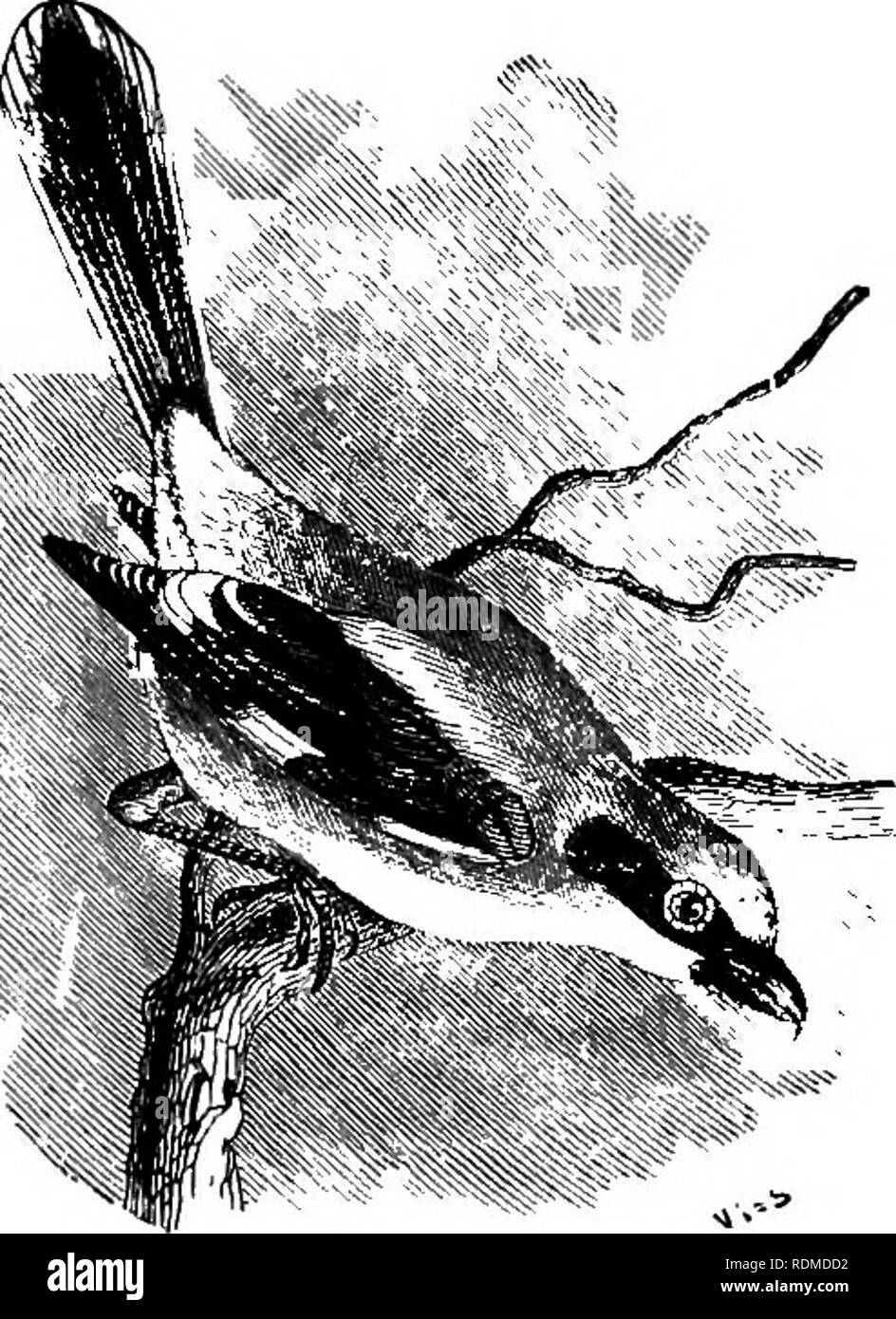 Les Oiseaux De Lillinois Et Du Wisconsin Les Oiseaux Les