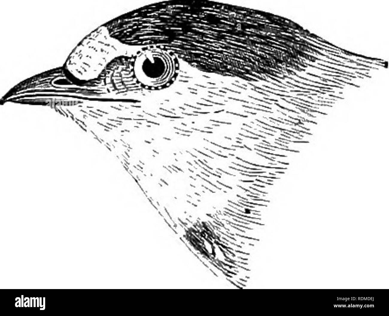 . Les oiseaux de l'Illinois et du Wisconsin. Les oiseaux ; les oiseaux. Hirondelle bicolore. En vertu de l'ensemble des pièces, blanc ; plumage supérieur, en acier bleu ; les jeunes oiseaux ont le plumage gris brunâtre supérieure, mais le sous plumage est blanc pur. Iridoprocne bicolor. Hirondelle bicolore. Hirondelle à ventre blanc. Voir n° 285.. La gorge et les côtés de la tête, brun marron ; abdomen, blanchâtre ; front, blanchâtre ; couronne et un dos bleu acier foncé ; tectrices sus-caudales brun roux pâle. Petrochelidon lunifrons. Hirondelle à front blanc. Voir n° 283.. Veuillez noter que ces images sont extraites de la page numérisée des images qui peuvent avoir été numériquement Banque D'Images