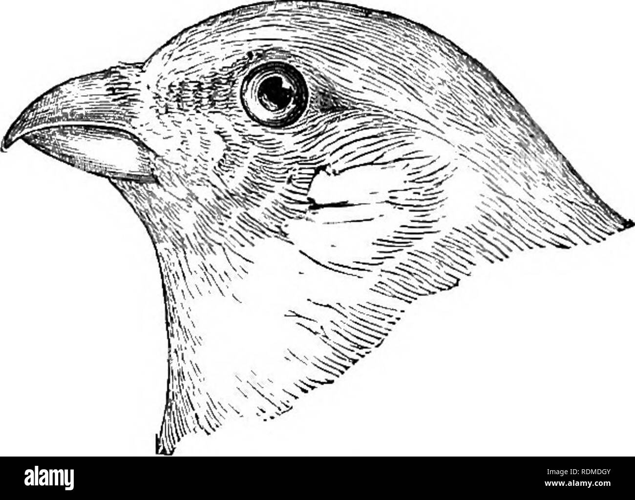 . Les oiseaux de l'Illinois et du Wisconsin. Les oiseaux ; les oiseaux. Janv., 1909. Les oiseaux de l'Illinois et le Wisconsin - Cory. 215, de la Couronne avec cimier de plumes rouges ; retour, olive ; en vertu des parties, à l'ombrage, fauve sur les côtés d'olive ; sous la surface de l'aile, rouge (femelle). Cardinalis cardinalis. Cardinal Cardinal. Voir n° 273. Couronne, à l'aide de Fiery red patch ; un point noir sur le menton, ventre, blanc ; croupion, blanc. Acanthis hornemannii exilipes. Le Sizerin blanchâtre. Voir n° 240. Groupe 6. Aile, 3,75 à 4,25 cm de long. Partie 1. Les espèces suivantes ont plus ou moins de rouge sur les sous-parties* :- plumage général, rose rouge, habituellement w mixte Banque D'Images