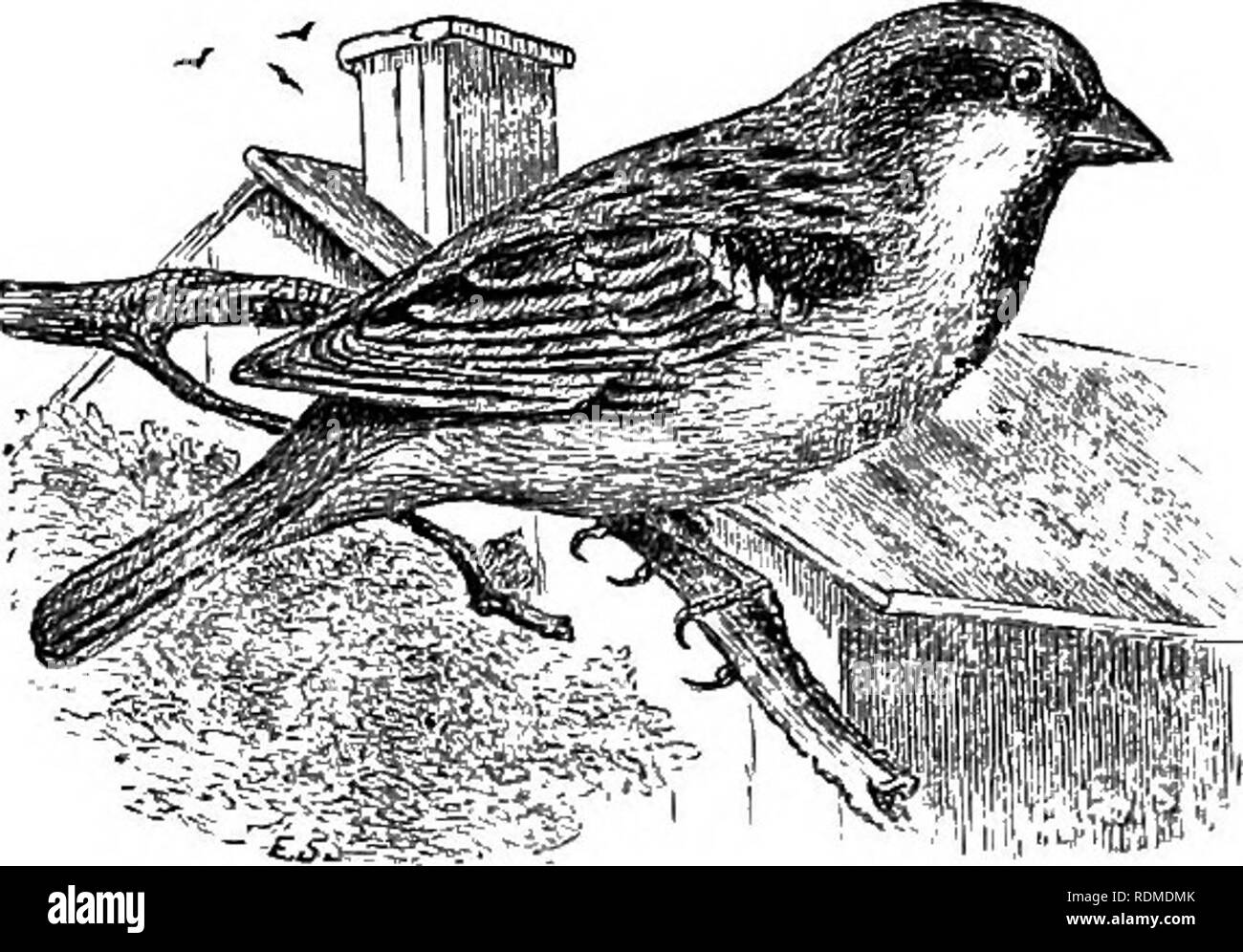. Les oiseaux de l'Illinois et du Wisconsin. Les oiseaux ; les oiseaux. English Sparrow (mâle). La gorge, noir, gris, de la couronne ; la région du malar, blanc ; l'occiput, poitrine- nut brown ; croupion, gris olive ; Bill, noir. Passer domesticus (mâle). English Sparrow. Moineau domestique. Voir n° 237. Le menton, la gorge ; noir, blanc, légèrement teinté de brun ; restant des parties inférieures, blanche, couronne, fiery red ; croupion, blanc, pas de rayures. Acanihis hornentawnii exilipes. Le Sizerin blanchâtre. Voir n° 240.. Veuillez noter que ces images sont extraites de la page numérisée des images qui peuvent avoir été retouchées numériquement pour plus de lisibilité - coloration et apparition de t Banque D'Images