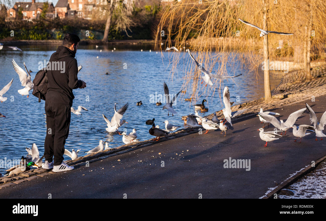 Chez les canards, cygnes, l'homme et les mouettes à Ropner Park, Stockton on Tees, England, UK Banque D'Images