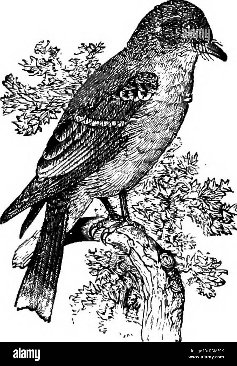 . Les oiseaux de l'Illinois et du Wisconsin. Les oiseaux ; les oiseaux. 172 Field Museum of Natural History-Zoologie, Tome IX. Aile, habituellement moins de 3,05 ; en vertu de la mandibule, de la paille ou de couleur blanc jaunâtre ; gorge, blanc ; abdomen, blanchâtre, légèrement teinté de jaune ; dos, vert olive ; première primaire, à peu près aussi longtemps que cinquième. Empidonax virescens. Le vert ou le Moucherolle vert. Voir n° 213. Aile, sous 3,05 ; parties supérieures, teinté de brun olive ; Gorge, blanche, sous la mandibule, blanc jaunâtre ; des yeux et alaire, fauve pâle ; première primaire, plus court que cinquième. Empidonax traillii, et courses. Le moucherolle Traill. Voir Banque D'Images