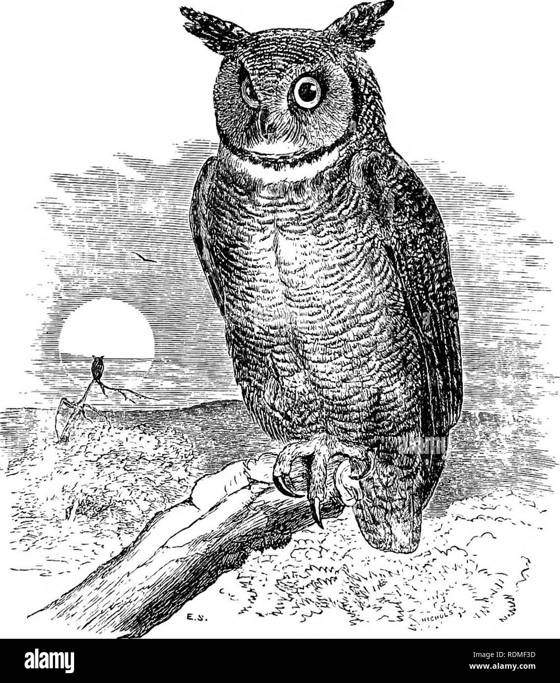 . Les oiseaux de l'Illinois et du Wisconsin. Les oiseaux ; les oiseaux. Janv., 1909. L'Illinois et le Wisconsin oiseaux op-Cory. 159 Groupe 5. Aile, plus de 15 pouces de long. Le projet de loi, noir ; plumage général, couleur fauve, noir et blanc ; de corne touffes de plumes sur les yeux. Bubo virginianus, et courses. Grand-duc d'Amérique. Voir nos 181, j8ai. Le projet de loi, noir ; plumage général, blanc, généralement plus ou moins marquée avec l'ardoise, brun ou brun foncé en forme de corne ; pas de touffes de plumes sur les yeux. Nyctea nyctea. Harfang des neiges. Voir n° 182. Le projet de loi, jaunâtre ; pas de corne de touffes de plumes sur les yeux ; plumage général, gris foncé et blanc mélangé avec bro Banque D'Images
