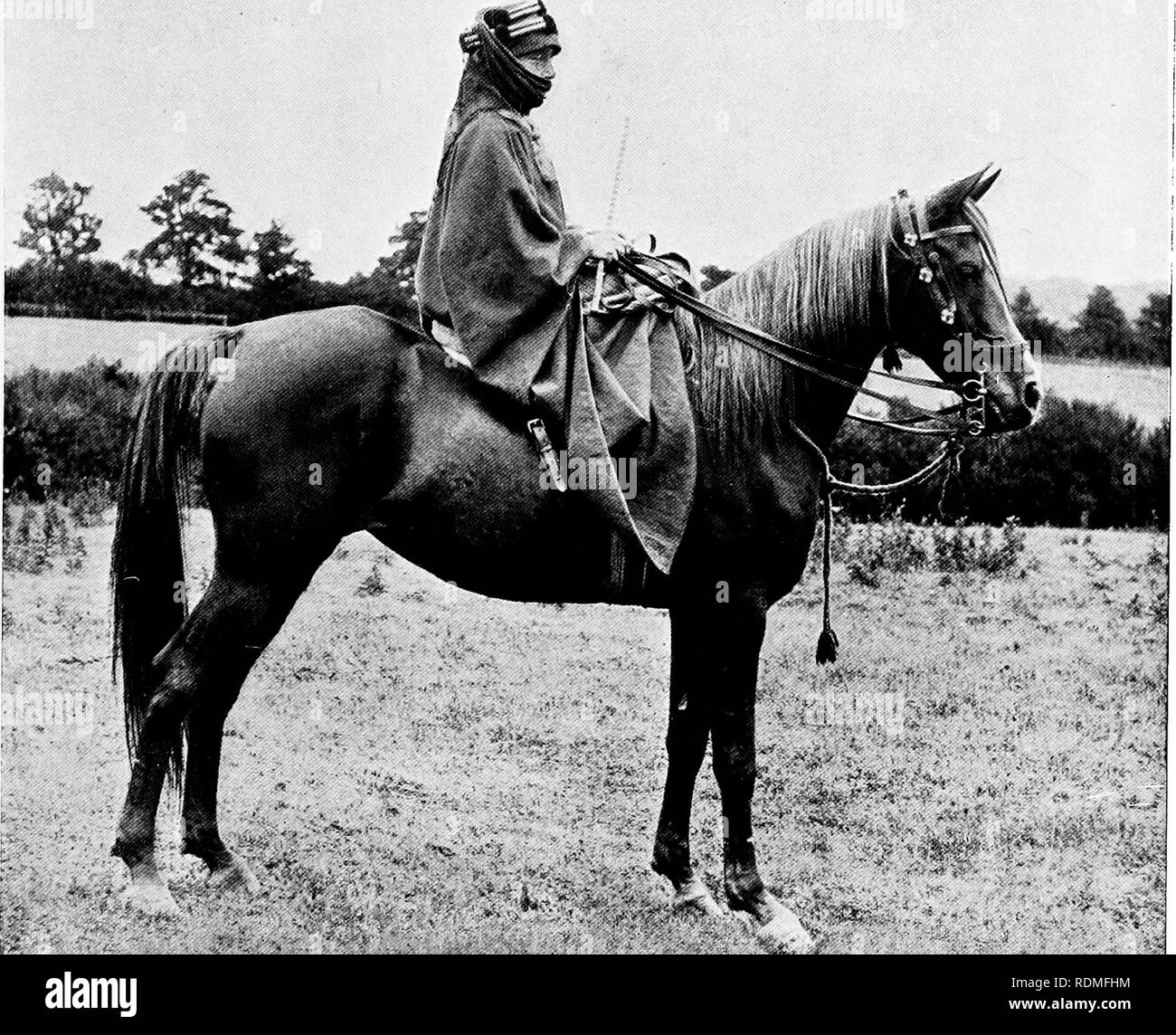 . Mammifères d'autres terres ;. Les mammifères. Photo par T. haut loould ARABE MARE rien induire ce cheval à rester immobile afin d'être photographié ,• pour dernière ressource le cavalier mis son costumt arabes. Il s'agi comme la magie J pour sous son charme l'animal à la fois calme est devenu 177. Veuillez noter que ces images sont extraites de la page numérisée des images qui peuvent avoir été retouchées numériquement pour plus de lisibilité - coloration et l'aspect de ces illustrations ne peut pas parfaitement ressembler à l'œuvre originale.. Cornish, C. J. (Charles John), 1858-1906. New York, la bibliothèque de l'université Banque D'Images