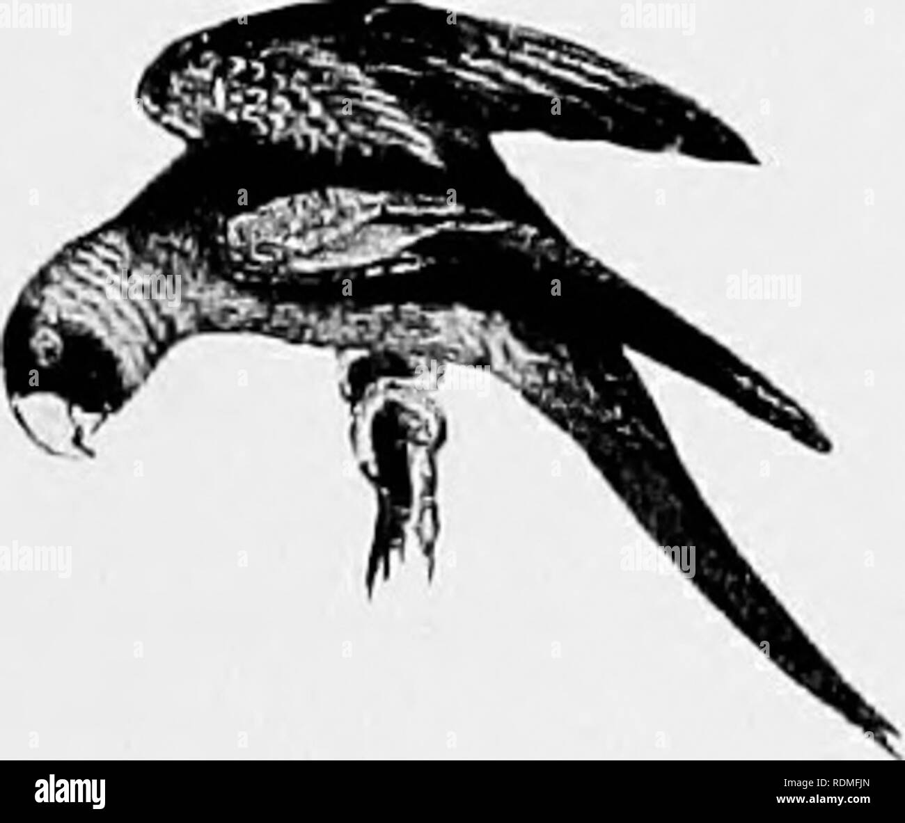 . Les oiseaux de l'Illinois et du Wisconsin. Les oiseaux ; les oiseaux. Janv., 1909. Les oiseaux de l'Illinois et du Wisconsin-Cory. 125 L'article 2. Mandibule supérieure, avec l'encoche distincte et crochet à pointe, mais les pieds, ne vise pas à serres.. Veuillez noter que ces images sont extraites de la page numérisée des images qui peuvent avoir été retouchées numériquement pour plus de lisibilité - coloration et l'aspect de ces illustrations ne peut pas parfaitement ressembler à l'œuvre originale.. Cory, Charles B. (Charles Barney), 1857-1921. Chicago Banque D'Images