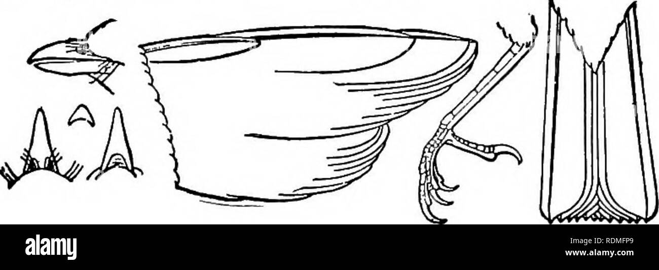 . Les oiseaux de l'Illinois et du Wisconsin. Les oiseaux ; les oiseaux. Les oiseaux terrestres. Clé pour les familles. * Groupe 1. Les ailes des oiseaux ayant moins d'tlian 1,75 pouces de long. Plus petit de nos oiseaux ; le projet de loi, de très fins ; primaires, 10, 10 ; rectices ; pieds, très petit et faible. TROCHILIDiE la famille. Des colibris. Voir page 169. Queue, arrondies ; les plumes externes, plus courtes que celles du milieu ; première primaire, moins des deux tiers tant que troisième ; un second, bien plus court que le troisième, tarse, scutellate. TROGLODYTID^ la famille. Les roitelets. Voir page 262. * Groupe 2. Les ailes des oiseaux ayant de 1,75 à 2,75 cm de long. L'article 1. Première primaire, moins de t Banque D'Images