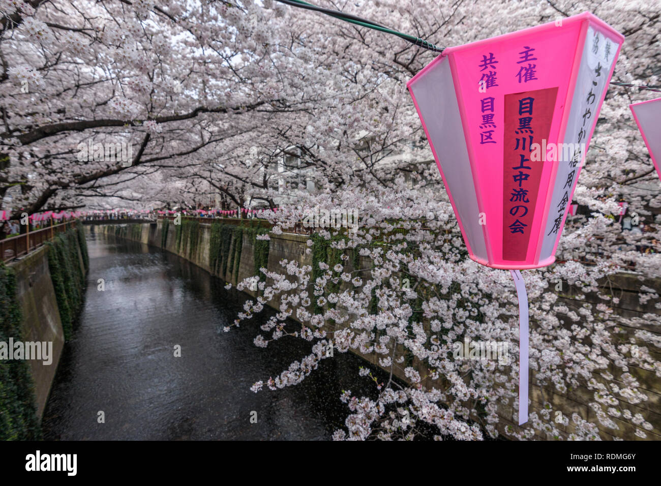 Rivière Meguro sous les fleurs de cerisier, Tokyo, Japon. Banque D'Images