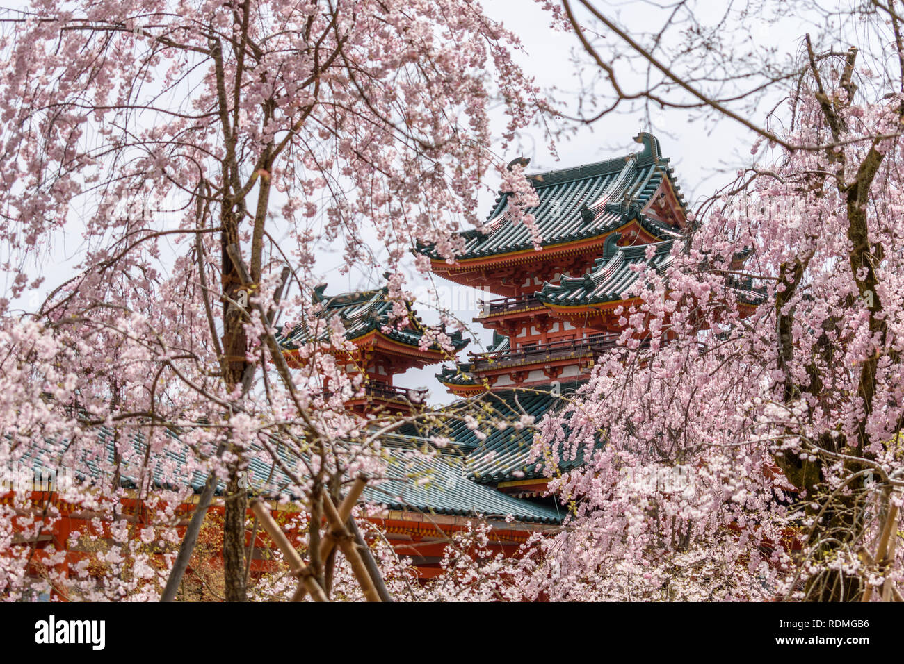 Les fleurs de cerisier au sanctuaire Shinto Heian Jingu, Kyoto, Japon. Banque D'Images