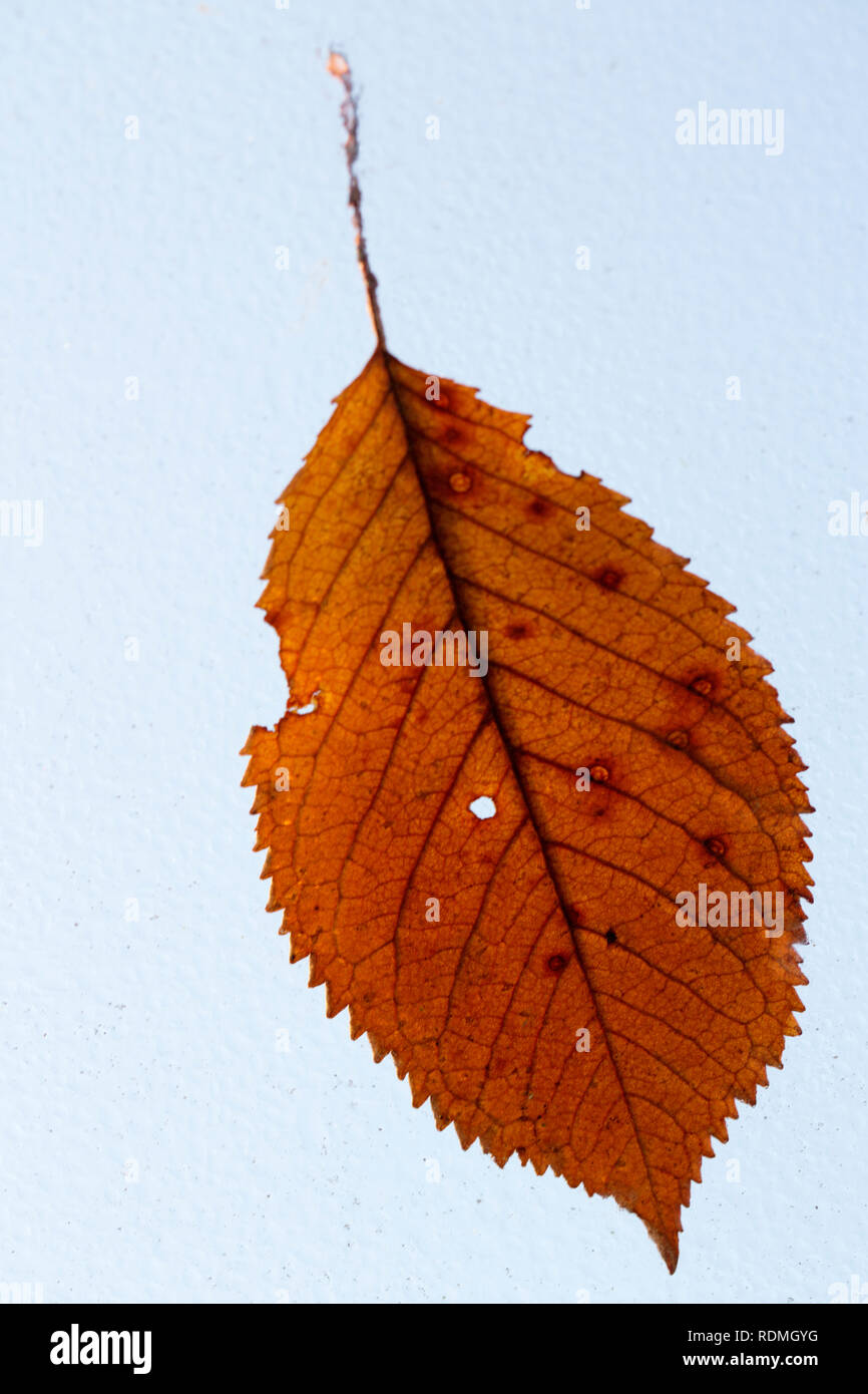 Close-up view of autumn leaf Banque D'Images