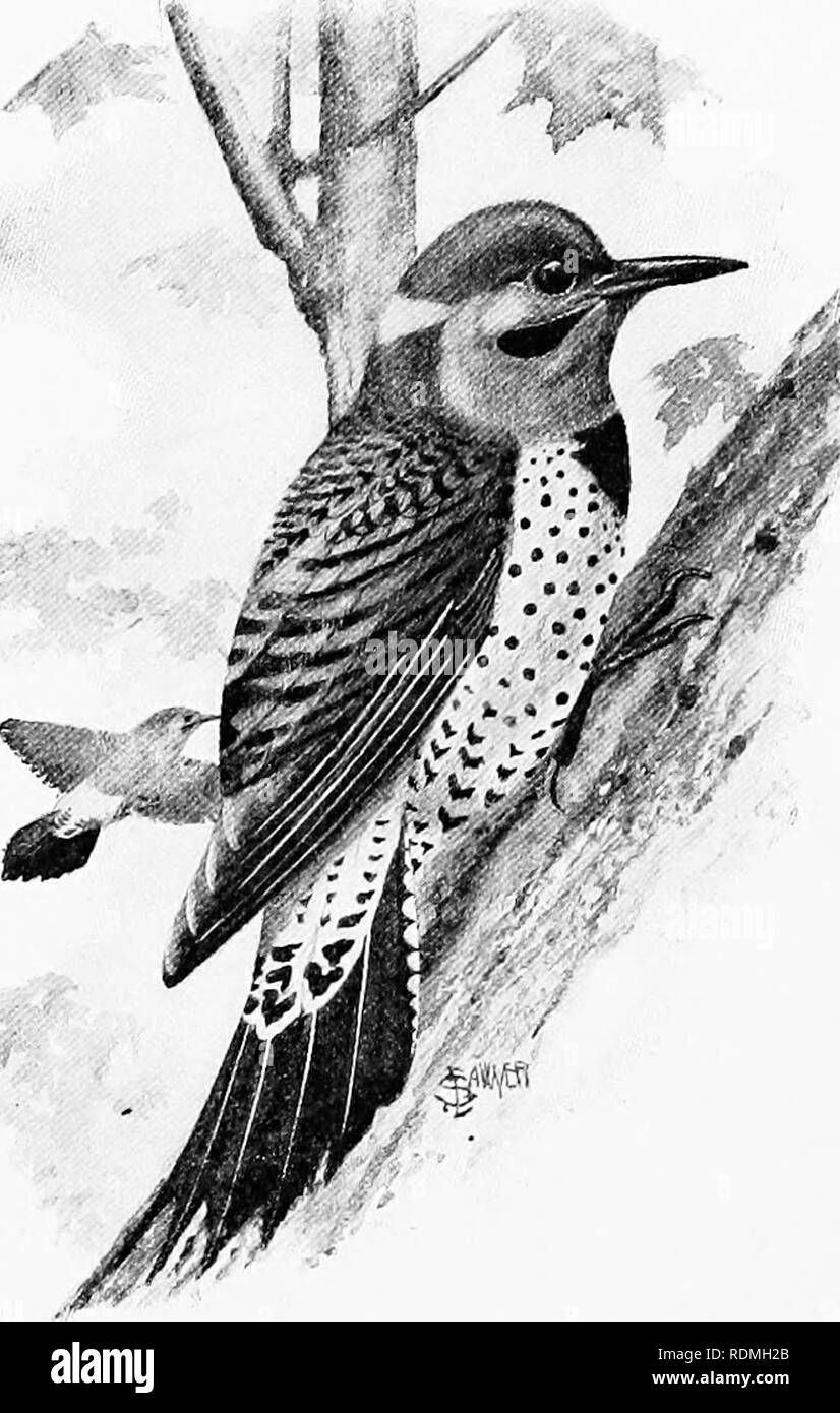 . L'American natural history : une base de connaissances utiles des animaux supérieurs de l'Amérique du Nord . L'histoire naturelle. L'AILE ET À TÊTE ROUGE 211 c'est une bonne chose pour nourrir les oiseaux sauvages de toutes les espèces qui sont soit utile ou beau. Les pics sont les plus gros oiseaux insectivores qui restent dans le Nord pendant l'hiver, et ils apprécient l'offre amicale de suif ou de graisse de porc, clouée sur des troncs d'arbres. Dans le Parc Zoologique nous avons mis en place chaque hiver au moins vingt-cinq bandes de deux livres de graisse de porc, pour les pics et les mésanges qui vivent avec nous tous le Banque D'Images . L'American natural history : une base de connaissances utiles des animaux supérieurs de l'Amérique du Nord . L'histoire naturelle. L'AILE ET À TÊTE ROUGE 211 c'est une bonne chose pour nourrir les oiseaux sauvages de toutes les espèces qui sont soit utile ou beau. Les pics sont les plus gros oiseaux insectivores qui restent dans le Nord pendant l'hiver, et ils apprécient l'offre amicale de suif ou de graisse de porc, clouée sur des troncs d'arbres. Dans le Parc Zoologique nous avons mis en place chaque hiver au moins vingt-cinq bandes de deux livres de graisse de porc, pour les pics et les mésanges qui vivent avec nous tous le Banque D'Images