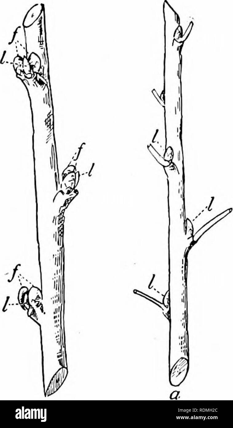 . L'étude de la nature et de la vie. L'étude de la nature. i64 L'ÉTUDE DE LA NATURE ET DE LA VIE à la fin de leur travail dans ce sujet qu'ils devraient avoir appris que la pomme, poire, prune, cerise et porter des fruits à court-scarred spurs ou branches de plusieurs années de croissance, c.-à-d., sur le vieux bois," tandis que les pêches, les abricots, et nec- tarines produire tous leurs fruits sur le bois de la mer précédente- la croissance du fils, c'est-à-dire, sur "nouveau bois." Il convient de noter en outre que les bourgeons de pêche se produisent souvent par trois, - deux gros bourgeons dodus (bourgeons à fruits), avec une feuille mince entre bourgeons. Plus haut la direction nous doit en f Banque D'Images