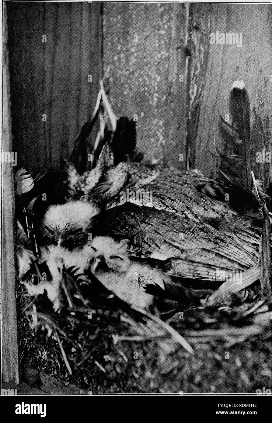 . Les oiseaux utiles et leur protection. Contenant de brèves descriptions des espèces plus communs et les plus utiles du Massachusetts, avec des comptes de leurs habitudes alimentaires, et un chapitre sur les moyens d'attirer et de protéger les oiseaux. Les oiseaux ; les oiseaux. LI LA PLAQUE. - Owl sur son nid. Cette vue, prise plus tard, montre la croissance des jeunes, et aussi les plumes de geais bleus tués par hibou. (Photo, à partir de la vie, par C. Allan Lyford.). Veuillez noter que ces images sont extraites de la page numérisée des images qui peuvent avoir été retouchées numériquement pour plus de lisibilité - coloration et l'aspect de ces illustrations ne peut pas parfaitement ressembler à Banque D'Images