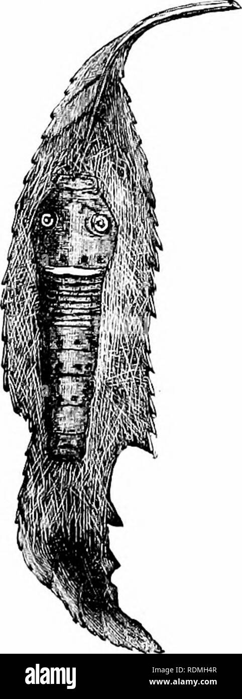 . Comment connaître les papillons ; un manuel des papillons de l'Est des États-Unis. Les papillons. Comment connaître les papillons conserve ses chambres très propres et jamais mord dans la feuille sur laquelle il se transmet. Cet oiseau serait en effet courageux qui toucherait un de ces chenilles s'il n'a vu l'extrémité avant du corps ; le thorax avec ses féroces ocelles jaune ressemble à la tête d'une vilaine petite verte serpent ; et cette apparence trompeuse est exacerbée lorsque l'odeur d'organes sont abattus à fourchue, comme un Serpent's Tongue, tandis que les roches caterpillar lui-même et vient avec une plus insid Banque D'Images