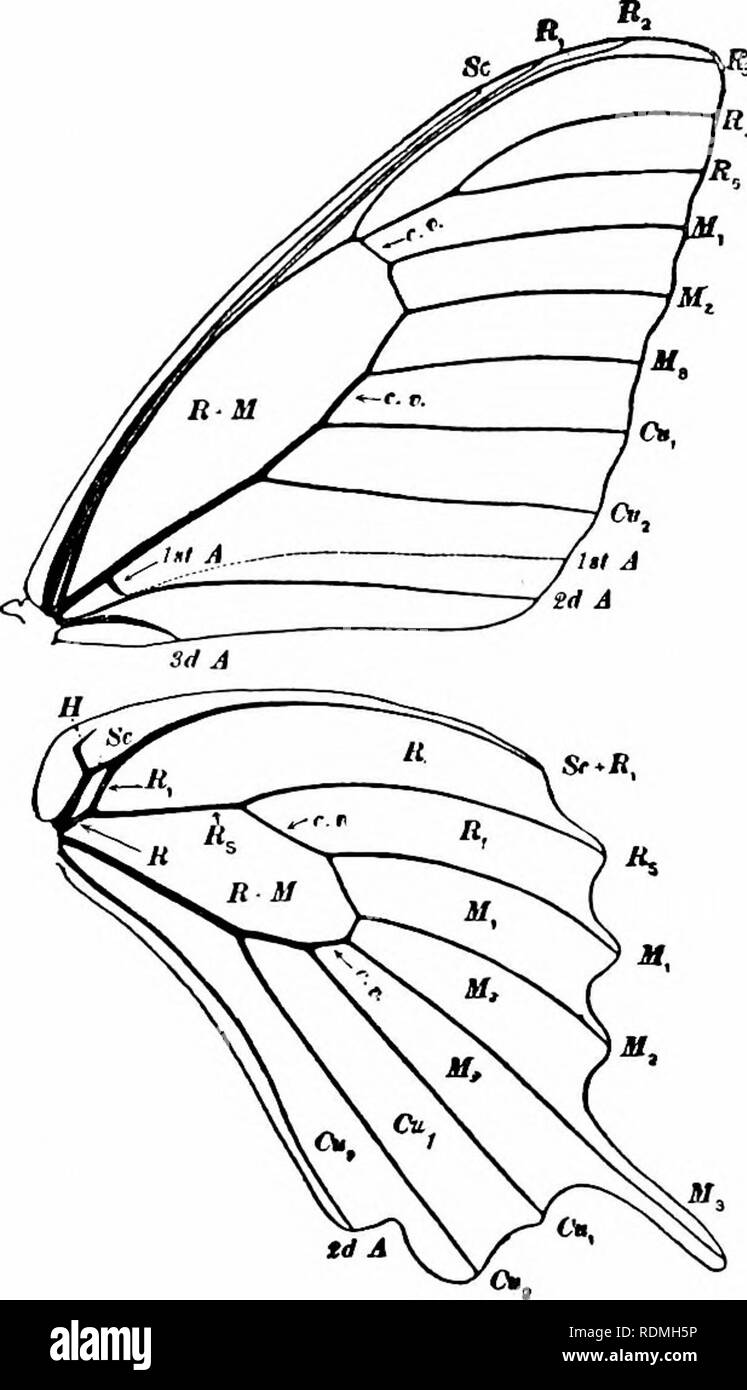 . Comment connaître les papillons ; un manuel des papillons de l'Est des États-Unis. Les papillons. L'HIRONDELLE DE LA FAMILLE II-TAILS Famille Papilionidae (Pa-pil-i-sur-da'i ?) ces magnifiques papillons sont facilement reconnaissables par leur grande taille et de la queue comme l'allongement de l'aile postérieure. La couleur des ailes est noir, ce qui est normalement marquée avec le jaune, et souvent avec bleu ou vert métallique. Le swallow-queues d'accord avec le parnas- sians et diffèrent de tous les autres papillons dans le fait que d'idées M2 Les ailes antérieures de l'ap- les poires pour être une branche du cubitus, faisant de cette veine semblent Banque D'Images