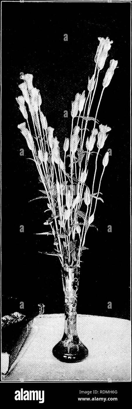 . L'étude de la nature et de la vie. L'étude de la nature. io6 L'ÉTUDE DE LA NATURE ET DE LA VIE le savent, et pour d'autres sections des enseignants, à certaines de leurs réunions locales, doit nommer un comité pour convenir d'une liste. Il a été pensé par les enseignants d'une longue expérience que, être de la simple connaissance d'un bon nombre de plus, il ne sera pas trop pour en savoir un peu plus pleinement douze plants par an, le regroupement, le dessin et l'écrit les leçons à leur sujet. Les enfants doivent être adressées à faible- leur croissance, d'apprendre de leurs habitats, faire des collections de leurs semences, et être capable de dire à l'usine par une feuille, fleur, o Banque D'Images