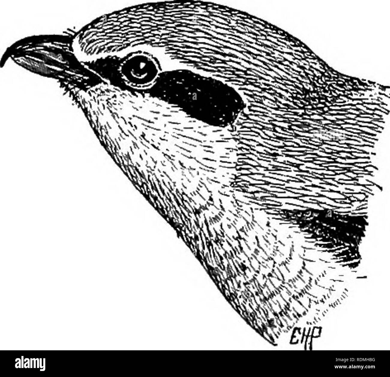. Les oiseaux utiles et leur protection. Contenant de brèves descriptions des espèces plus communs et les plus utiles du Massachusetts, avec des comptes de leurs habitudes alimentaires, et un chapitre sur les moyens d'attirer et de protéger les oiseaux. Les oiseaux ; les oiseaux. 370 oiseaux utiles. piliers. M. S. Waldo Bailey m'informe que le Geai bleu de déchirer l'hiver de l'Epb brown-tail moth et manger les jeunes larves. Le Moineau domestique. La chambre ou » Français " Moineau domestique (Passer domesticus) est le seul des petits oiseaux qui nous a souvent été vu à détruire les nids d'autres oiseaux, casser leurs oeufs, tuer leurs y Banque D'Images