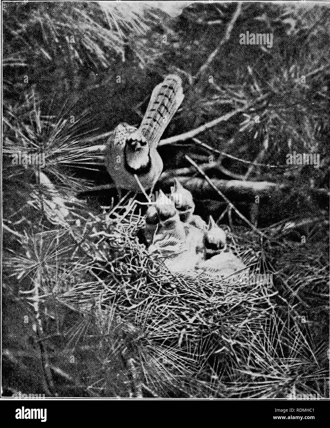 . Les oiseaux utiles et leur protection. Contenant de brèves descriptions des espèces plus communs et les plus utiles du Massachusetts, avec des comptes de leurs habitudes alimentaires, et un chapitre sur les moyens d'attirer et de protéger les oiseaux. Les oiseaux ; les oiseaux. XXXVII LA PLAQUE. -Le Nid du Geai bleu en auteur's Grove. (Photo- graphique, à partir de la vie, par C. A. Reed.) (de l'ornithologie américaine.). Veuillez noter que ces images sont extraites de la page numérisée des images qui peuvent avoir été retouchées numériquement pour plus de lisibilité - coloration et l'aspect de ces illustrations ne peut pas parfaitement ressembler à l'œuvre originale.. Forbush, Edward Howe, Banque D'Images