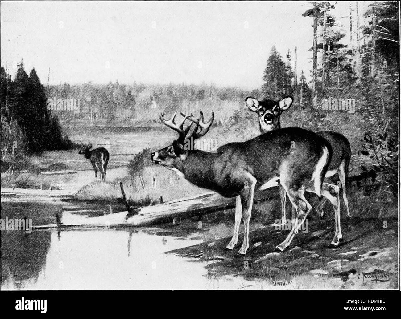 . L'American natural history : une base de connaissances utiles des animaux supérieurs de l'Amérique du Nord . L'histoire naturelle. 128 ordres de mammifères artiodactyles connu, le Black-Tailed précolombienne Deer ne peut pas vivre sur la côte atlantique. Après des efforts soutenus, avec au moins 15 spécimens provenant de l'Oregon, de Washington et de la Colombie-Britannique, et la perte de tous les biais de la gastro-entérite, la Société zoologique de New York a abandonné sa tentative de transplanter les espèces. En Alaska, cette espèce s'affaiblirait encore plus faible, dans le cerf de Sitka,1 en taille, et il bois risques librement sa vie dans le Banque D'Images