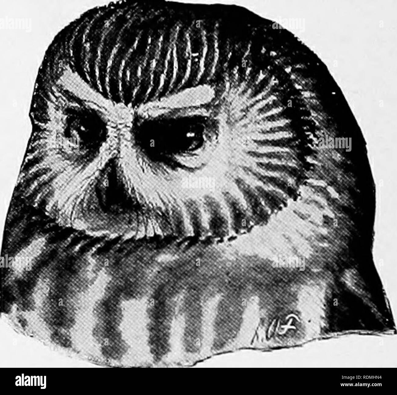 . Les animaux sauvages du parc national des Glaciers. Les mammifères. Le parc national des Glaciers (Agence : U. S. ), les mammifères les oiseaux. Biolotrlcal de sondage. Fig. 57.-short-soigné owl. Hibou des marais : fammcus famnievs Asie.-l'intéressant le hibou, l'un des hiboux diurnes partiellement qui vit dans l'ouverture, est signalée dans les appartements, des dépressions, et wil- brosse dense du parc. Grand Grat Owl : Scotiaptex neljulosa nehulosa.-A sur un spécimen du grand gris, un chouette diurne de forêts denses, a été pris dans un piège coyote dans le parc et est maintenant d'être vu à Lewis's Hotel. À partir de la forme de cercles concentriques de gris Banque D'Images