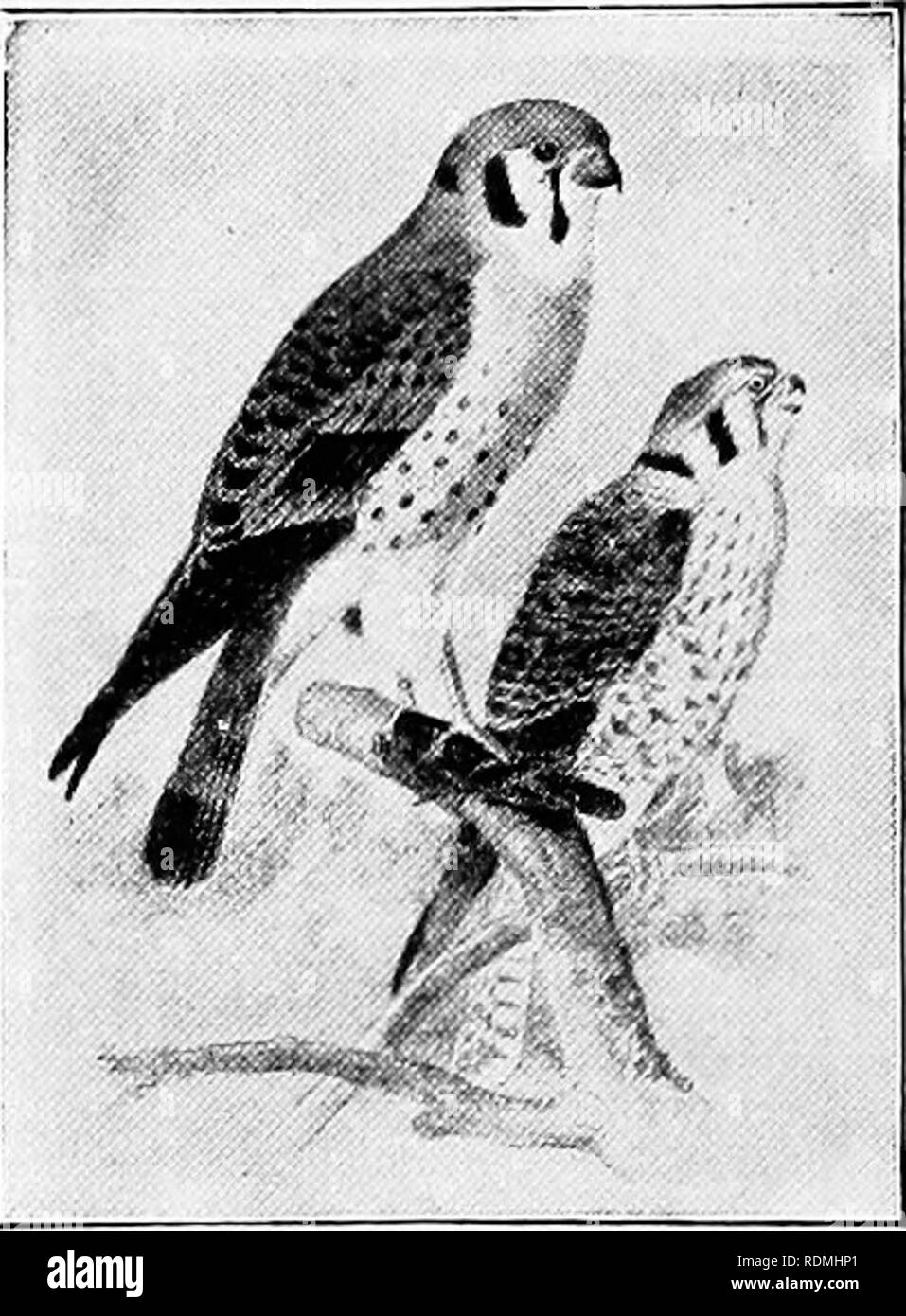 . Les animaux sauvages du parc national des Glaciers. Les mammifères. Le parc national des Glaciers (Agence : U. S. ), les mammifères les oiseaux. 150 AXIMALS SAUVAGES DU PARC NATIONAL DES GLACIERS.. À partir de la Commission biologique. Fig. 54.-épervier. fidult a été vu au parc des Glaciers d'une souris, tandis qu'un jeune l'un assis dans un arbre mort contenant un trou de nidification, et une famille de jeunes aperçus dans une brûlure le long de la piste de Swiftcurrent ont été introduits dans un arbre haut. Deux avere également vu à St Mary Lake à la poursuite d'un Autour des palombes, et une a été fourd à Big Pi'airie, sur l'embranchement nord de la rivière Flathead. PANDIONID Famille/E : des balbuzards. Ospret Pandlon ; poisson Hawk : hall- Banque D'Images