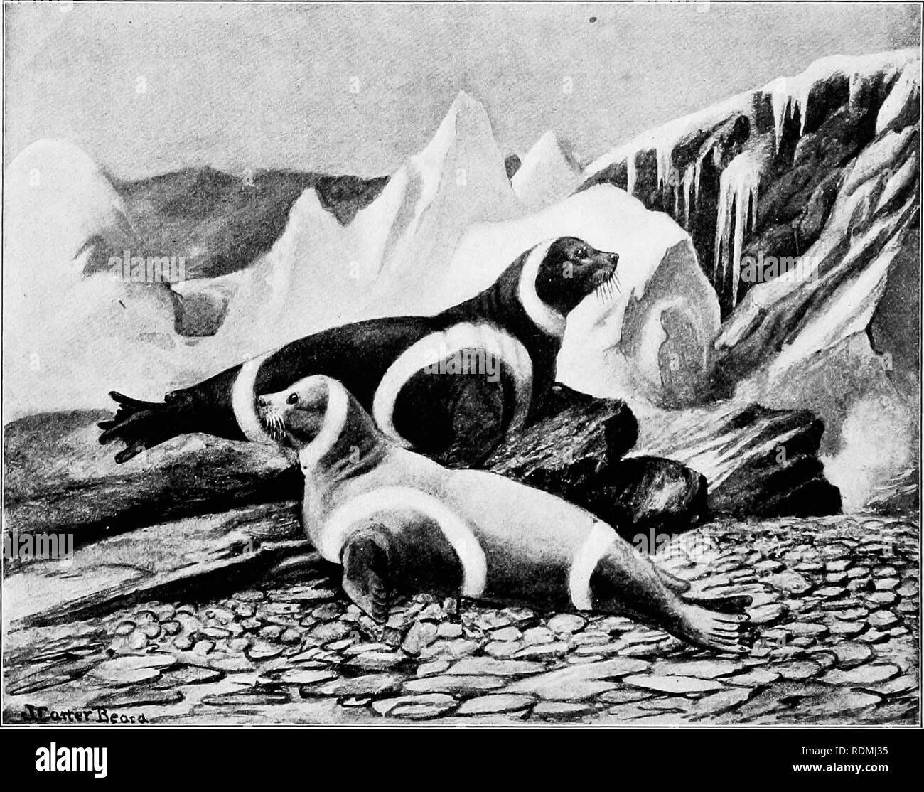 . L'American natural history : une base de connaissances utiles des animaux supérieurs de l'Amérique du Nord . L'histoire naturelle. 52 ordres de mammifères, les PHOQUES ET LES LIONS DE MER promulgation et l'application d'une mesure de protection humaine qui va vraiment protéger. Le sceau de la famille. Phocidac. Le petit phoque annelé1 est le sceau de l'extrême nord, et l'ami du nord de l'Eskimo tout autour du pôle. C'est la plus petite des espèces nord-américaines, et a bien l'ours, avec deux petits oursons, était étroitement suivi les joints, comme ils ont travaillé au nord à travers la banquise. Le Phoque commun,1 de nos deux Banque D'Images . L'American natural history : une base de connaissances utiles des animaux supérieurs de l'Amérique du Nord . L'histoire naturelle. 52 ordres de mammifères, les PHOQUES ET LES LIONS DE MER promulgation et l'application d'une mesure de protection humaine qui va vraiment protéger. Le sceau de la famille. Phocidac. Le petit phoque annelé1 est le sceau de l'extrême nord, et l'ami du nord de l'Eskimo tout autour du pôle. C'est la plus petite des espèces nord-américaines, et a bien l'ours, avec deux petits oursons, était étroitement suivi les joints, comme ils ont travaillé au nord à travers la banquise. Le Phoque commun,1 de nos deux Banque D'Images