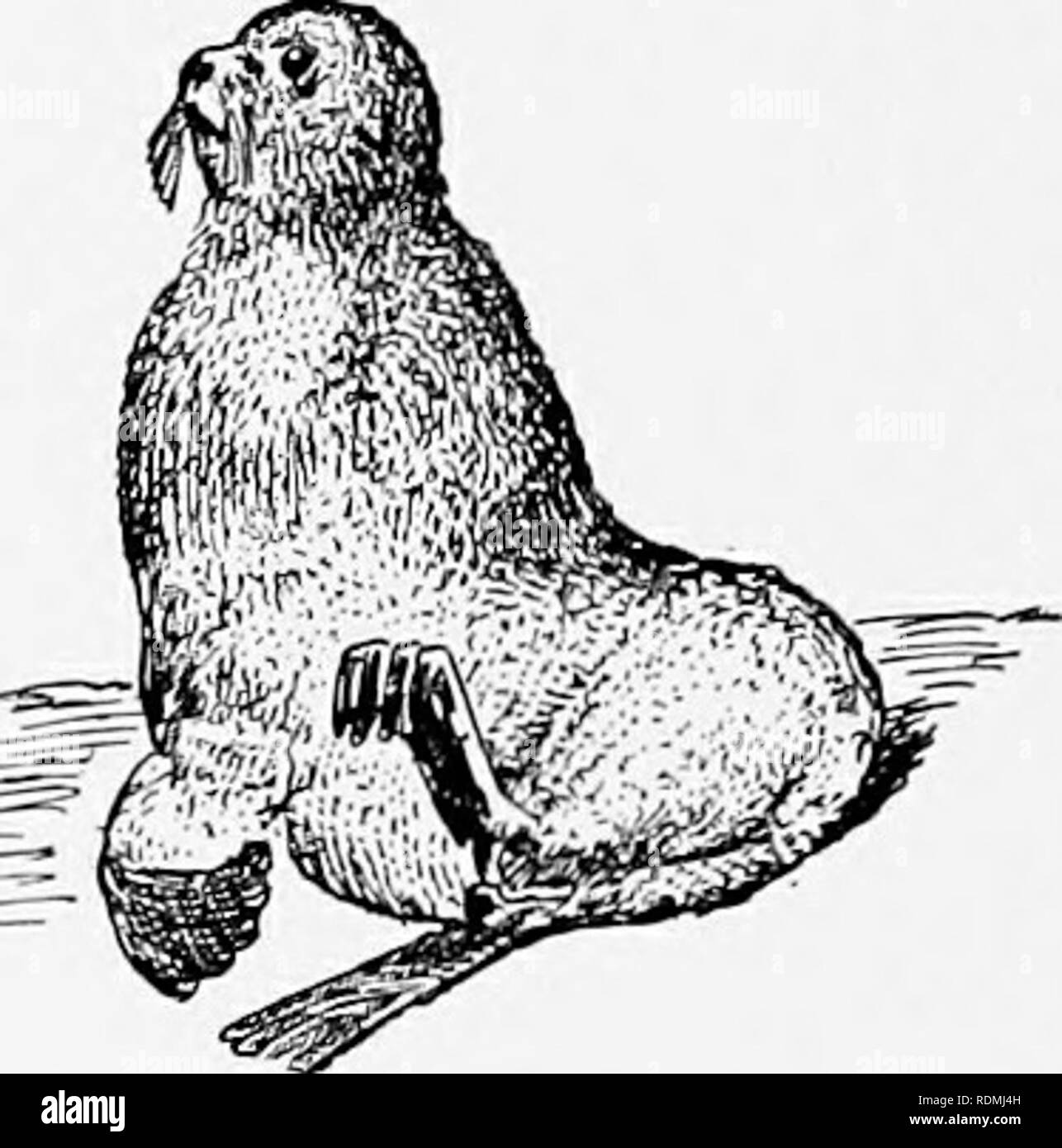 . L'American natural history : une base de connaissances utiles des animaux supérieurs de l'Amérique du Nord . L'histoire naturelle. Morse DU PACIFIQUE, LA MER DE STELLER S-LION, sur la même échelle. Phoque commun. Les familles. Les exemples décrits.1 COMMANDE PINNI- pédie. Sea-Lions, o-ta-ri'i-dae, joints, . pho'ci-dae, morses, od-o-ben'i-dae. Californie, Sea-Lion. 1 Sea-Lion de Steller, de fourrure "," . . Le phoque annelé, le phoque commun, le phoque du Groenland, . Phoque à capuchon, le phoque, Ruban morse du Pacifique, les morses de l'Atlantique, Zalophus californianus. Eumetopias stelleri. Callotaria ursina. Phoca foetida. Phoca vitulina. Phoca groenlandica. Banque D'Images . L'American natural history : une base de connaissances utiles des animaux supérieurs de l'Amérique du Nord . L'histoire naturelle. Morse DU PACIFIQUE, LA MER DE STELLER S-LION, sur la même échelle. Phoque commun. Les familles. Les exemples décrits.1 COMMANDE PINNI- pédie. Sea-Lions, o-ta-ri'i-dae, joints, . pho'ci-dae, morses, od-o-ben'i-dae. Californie, Sea-Lion. 1 Sea-Lion de Steller, de fourrure "," . . Le phoque annelé, le phoque commun, le phoque du Groenland, . Phoque à capuchon, le phoque, Ruban morse du Pacifique, les morses de l'Atlantique, Zalophus californianus. Eumetopias stelleri. Callotaria ursina. Phoca foetida. Phoca vitulina. Phoca groenlandica. Banque D'Images