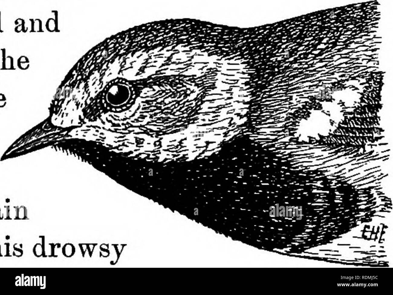 . Les oiseaux utiles et leur protection. Contenant de brèves descriptions des espèces plus communs et les plus utiles du Massachusetts, avec des comptes de leurs habitudes alimentaires, et un chapitre sur les moyens d'attirer et de protéger les oiseaux. Les oiseaux ; les oiseaux. Les oiseaux chanteurs DE VERGER ET BOIS. 199 Un jour, alors que j'ai arrêté de boire à une source dans les bois, un beau mâle Paruline à gorge noire abattu d'un grand arbre et posée sur un rocher de moss qui frôlait la petite piscine. De toute évidence, il ne s'attendait pas à moi, mais n'a pas du tout peur. Il m'a regardé air interrogateur pendant un moment, puis, faisant un pas Banque D'Images