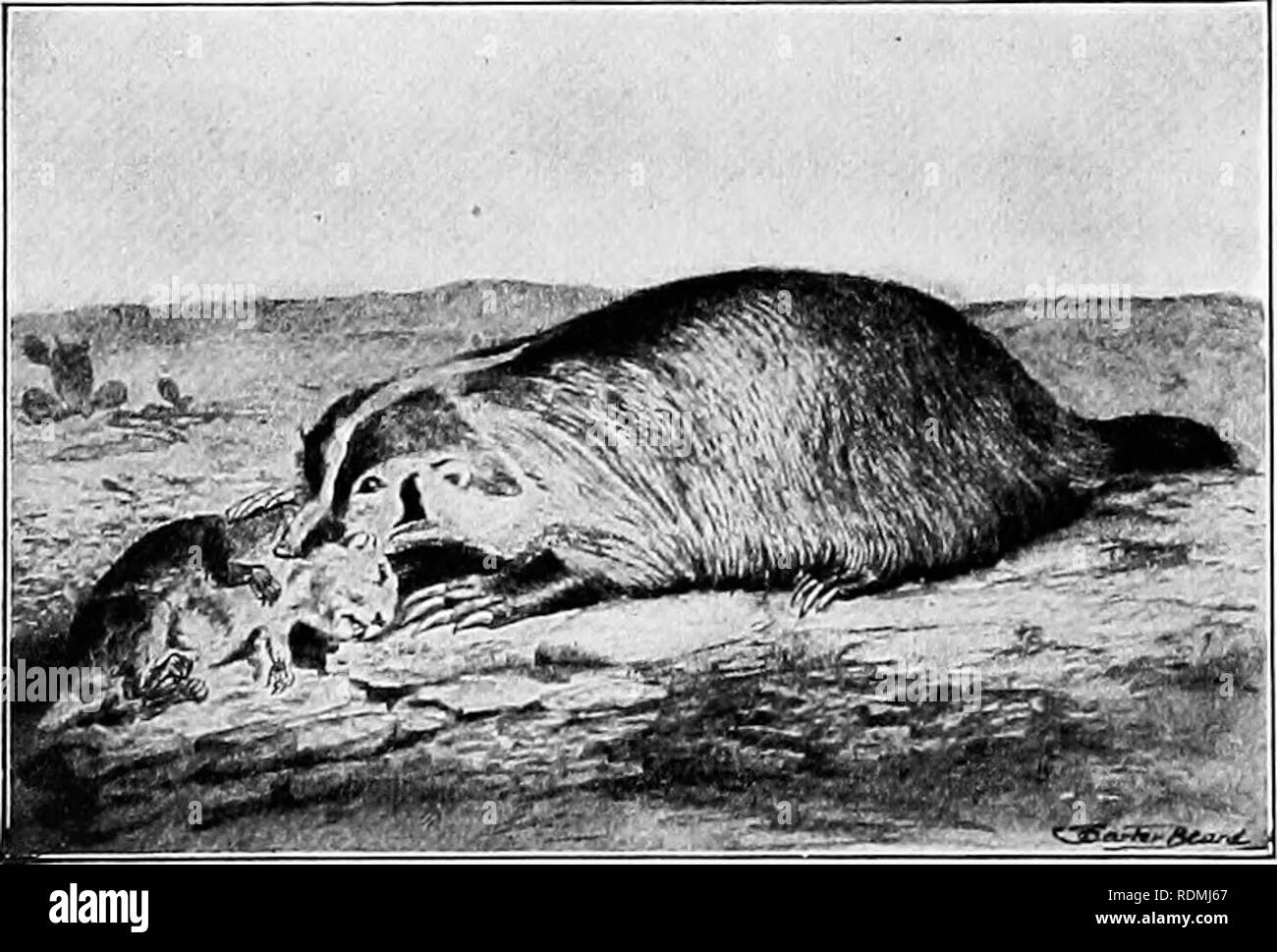 . L'American natural history : une base de connaissances utiles des animaux supérieurs de l'Amérique du Nord . L'histoire naturelle. 32 OEDEKS OP-MAMMIFÈRES MANGEURS DE CHAIR ennemis, est contenue dans deux glandes situées près de la base de la queue, et peuvent être projetés à plusieurs mètres. Son odeur est si scandaleux et ainsi étouffer que ni l'homme ni bête peut durer longtemps. La Skunk est un marauder, et destruction des volailles, mais néanmoins de valeur qu'un destroyer de vers blancs et d'autres substances nocives dans les sectes.- En raison de la disparition de la loutre, le castor, le vison, la martre et la fourrure de la Skunk est devenu valuabl Banque D'Images