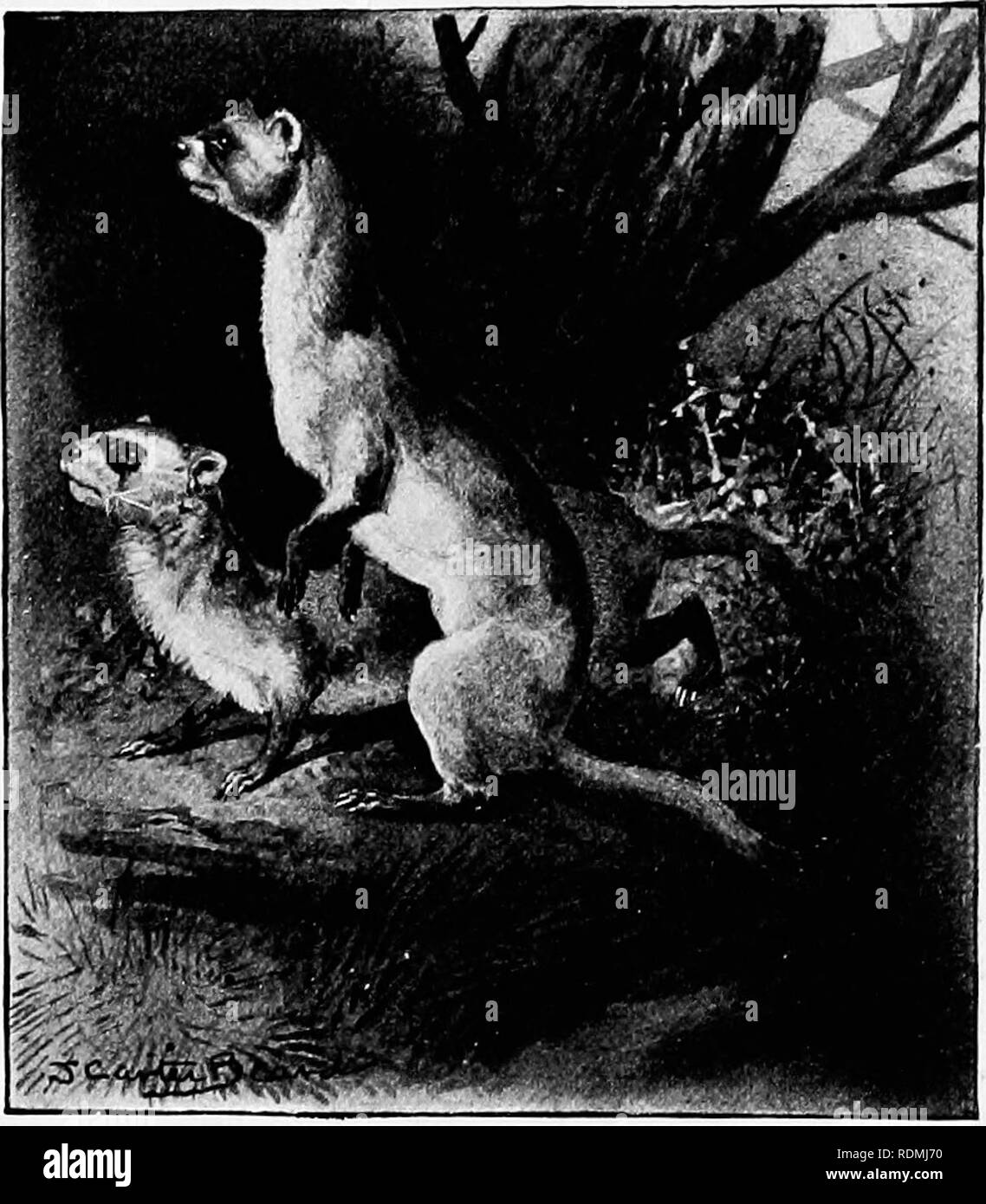 . L'American natural history : une base de connaissances utiles des animaux supérieurs de l'Amérique du Nord . L'histoire naturelle. Le vison, le furet et la Belette 29 de la ligne de côte. Mais avec l'introduction de feu- bras, et l'étanchéité des goélettes, la loutre de mer a été presque exterminé. Les quelques personnes qui restent sont très dispersées, et sont les plus sauvages et wariest de toutes les créatures sauvages. Le Vison : est beaucoup plus petite que la loutre, de couleur jaune brun ou de couleur brun foncé, et même s'il préfère vivre le long des rives des cours d'eau, il n'est pas un animal aquatique comme la loutre. Lorsque possible, il nourrit ch Banque D'Images