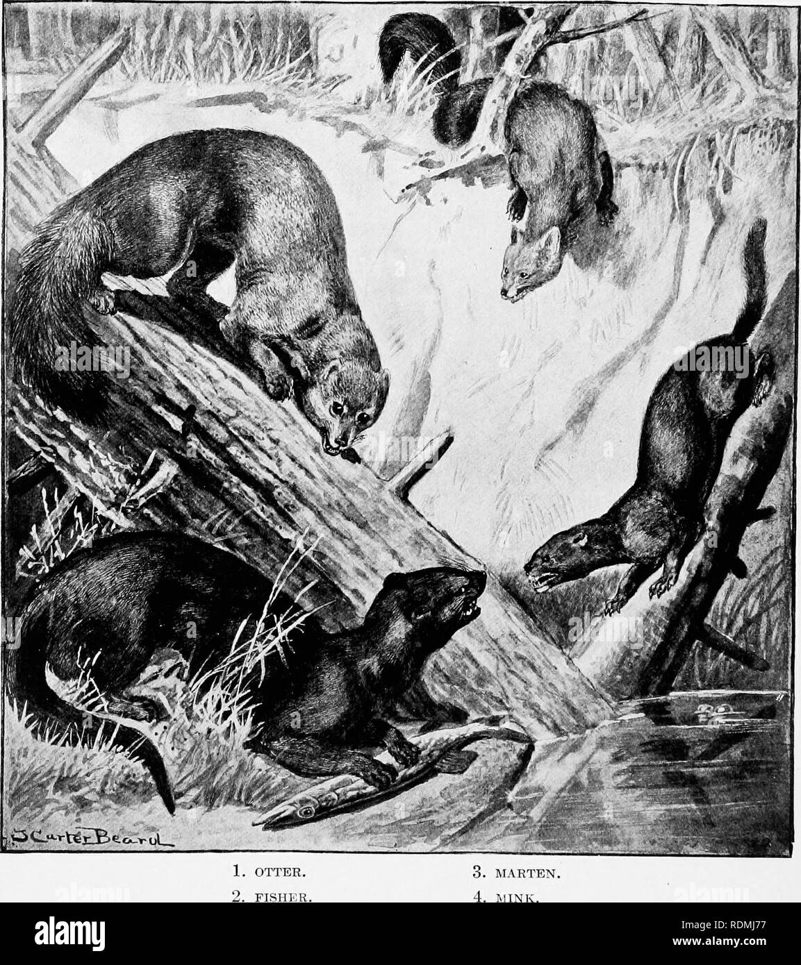 . L'American natural history : une base de connaissances utiles des animaux supérieurs de l'Amérique du Nord . L'histoire naturelle. 28 ordres de mammifères, les mangeurs de chair La fourrure de cette créature est extrêmement précieux. Otter habituellement est très dangereux, mais à l'en mars 1900, la plus belle peau dans le Londres autochtones de la péninsule de l'Alaska, cette créature market vendu pour $1,344. Un spécimen adulte est beaucoup plus importante que la fourrure. Pour-. 3. La Martre. 4. Mesures de vison.} 3 à 4 pieds de longueur (tête et corps) et a une queue de 11 pouces de long. Sa fourrure est très dense et très bien, et en couleur est une cale- moi Banque D'Images